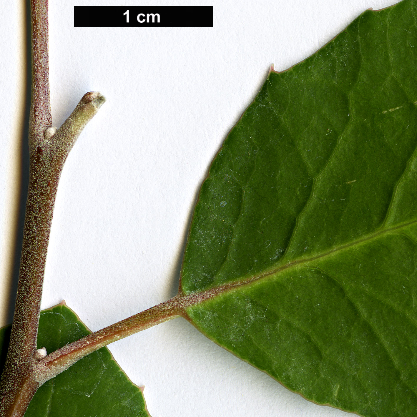 High resolution image: Family: Anacardiaceae - Genus: Rhus - Taxon: integrifolia