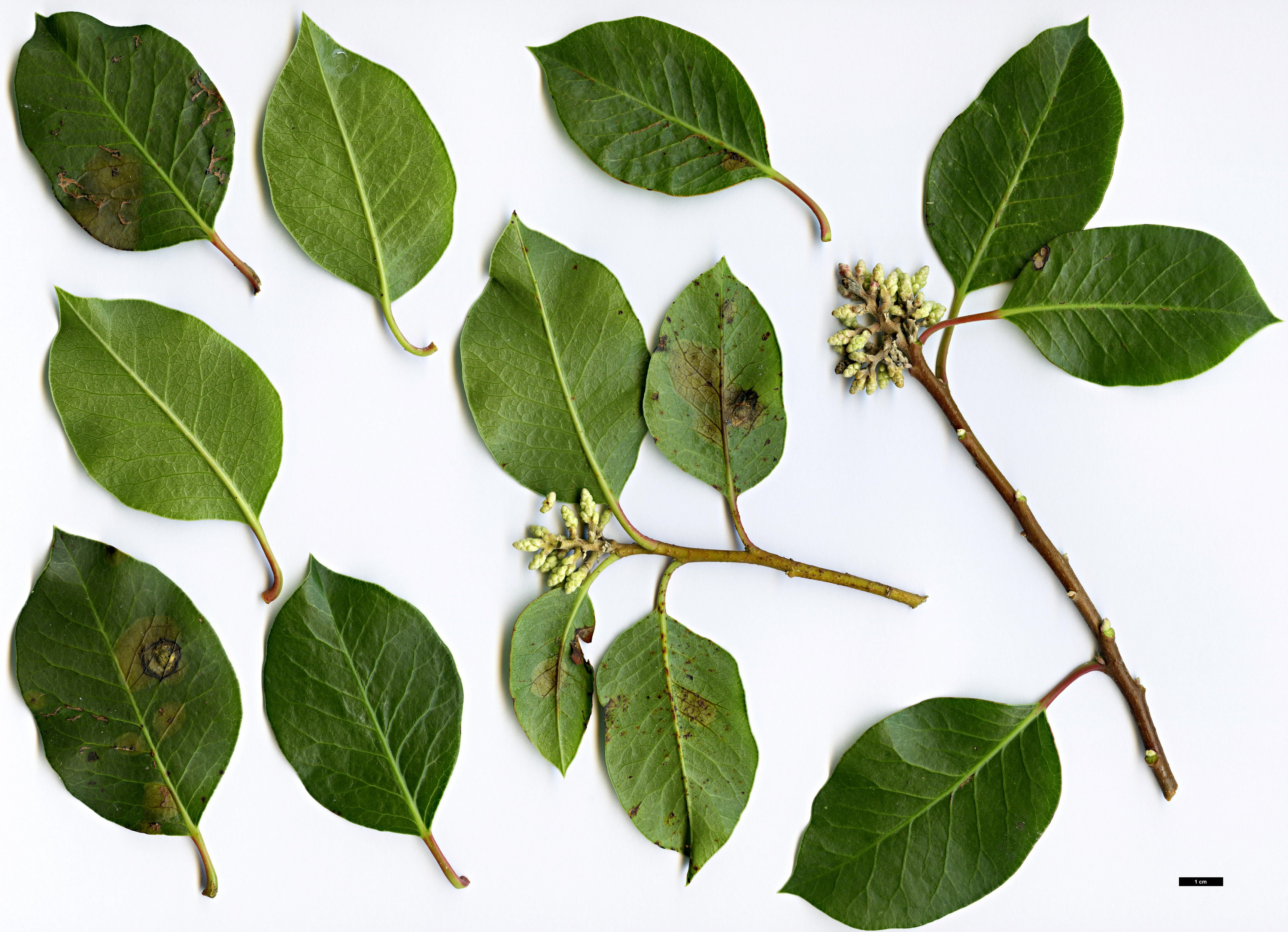 High resolution image: Family: Anacardiaceae - Genus: Rhus - Taxon: ovata
