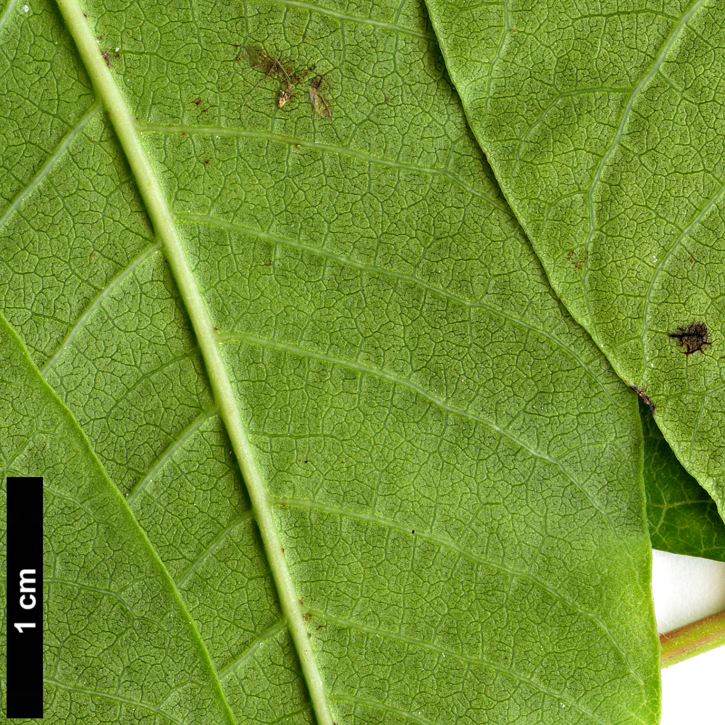 High resolution image: Family: Anacardiaceae - Genus: Rhus - Taxon: punjabensis