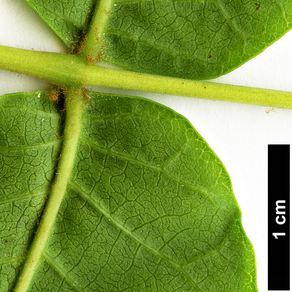 High resolution image: Family: Anacardiaceae - Genus: Rhus - Taxon: punjabensis