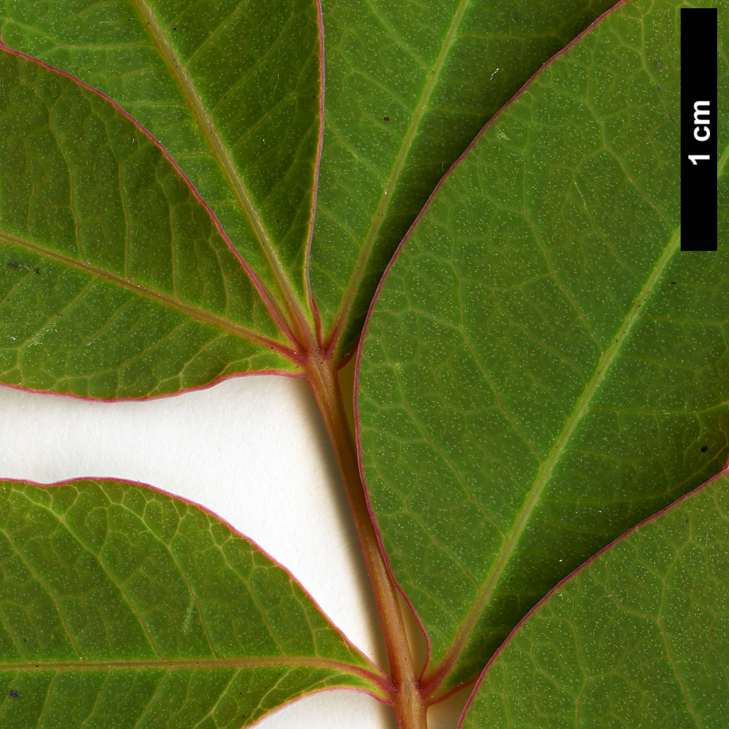 High resolution image: Family: Anacardiaceae - Genus: Rhus - Taxon: succedanea