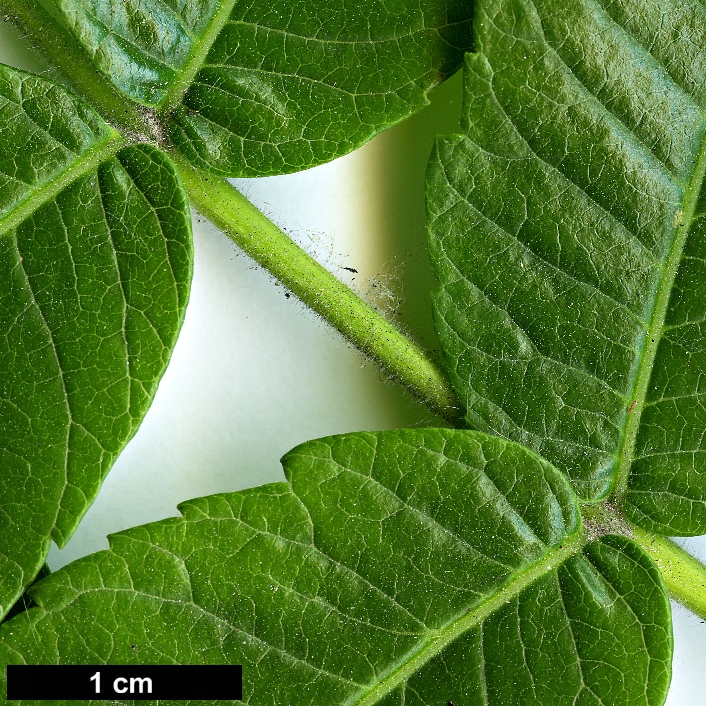 High resolution image: Family: Anacardiaceae - Genus: Rhus - Taxon: typhina