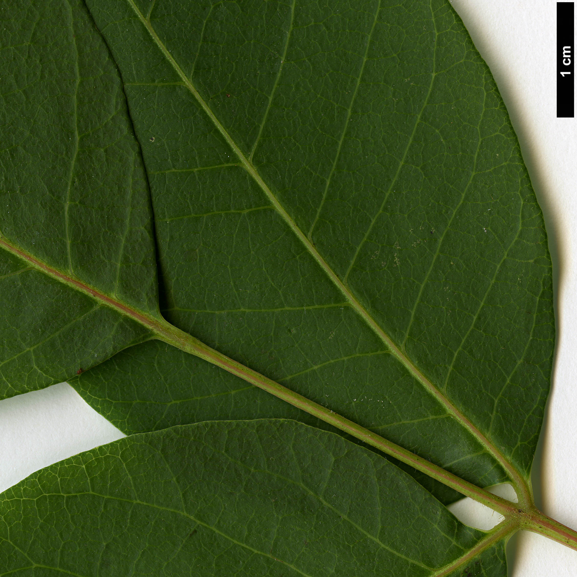 High resolution image: Family: Anacardiaceae - Genus: Rhus - Taxon: verniciflua