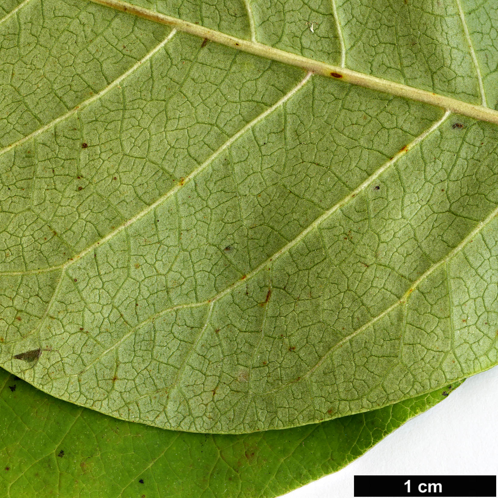 High resolution image: Family: Anacardiaceae - Genus: Rhus - Taxon: vernix