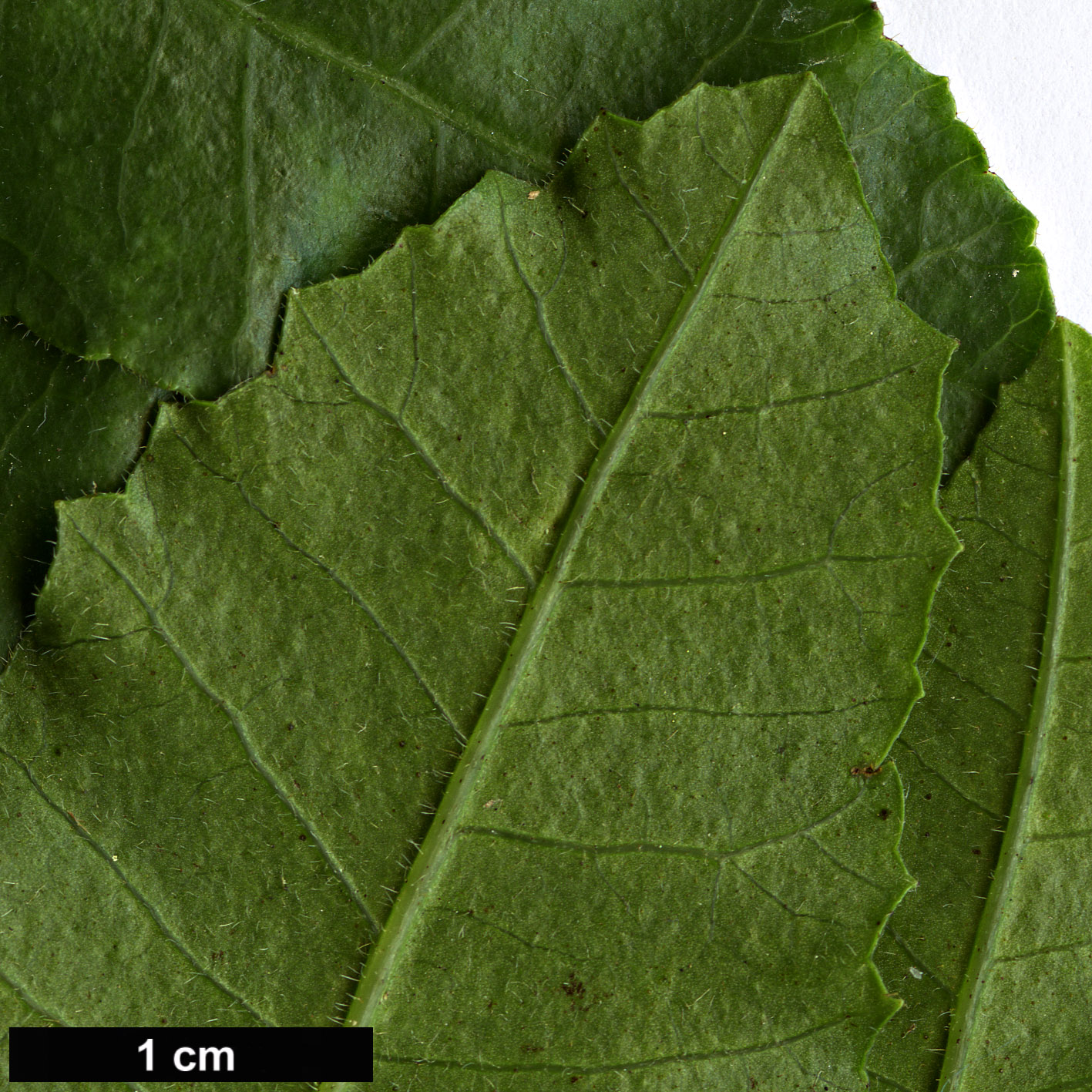 High resolution image: Family: Anacardiaceae - Genus: Schinus - Taxon: latifolius