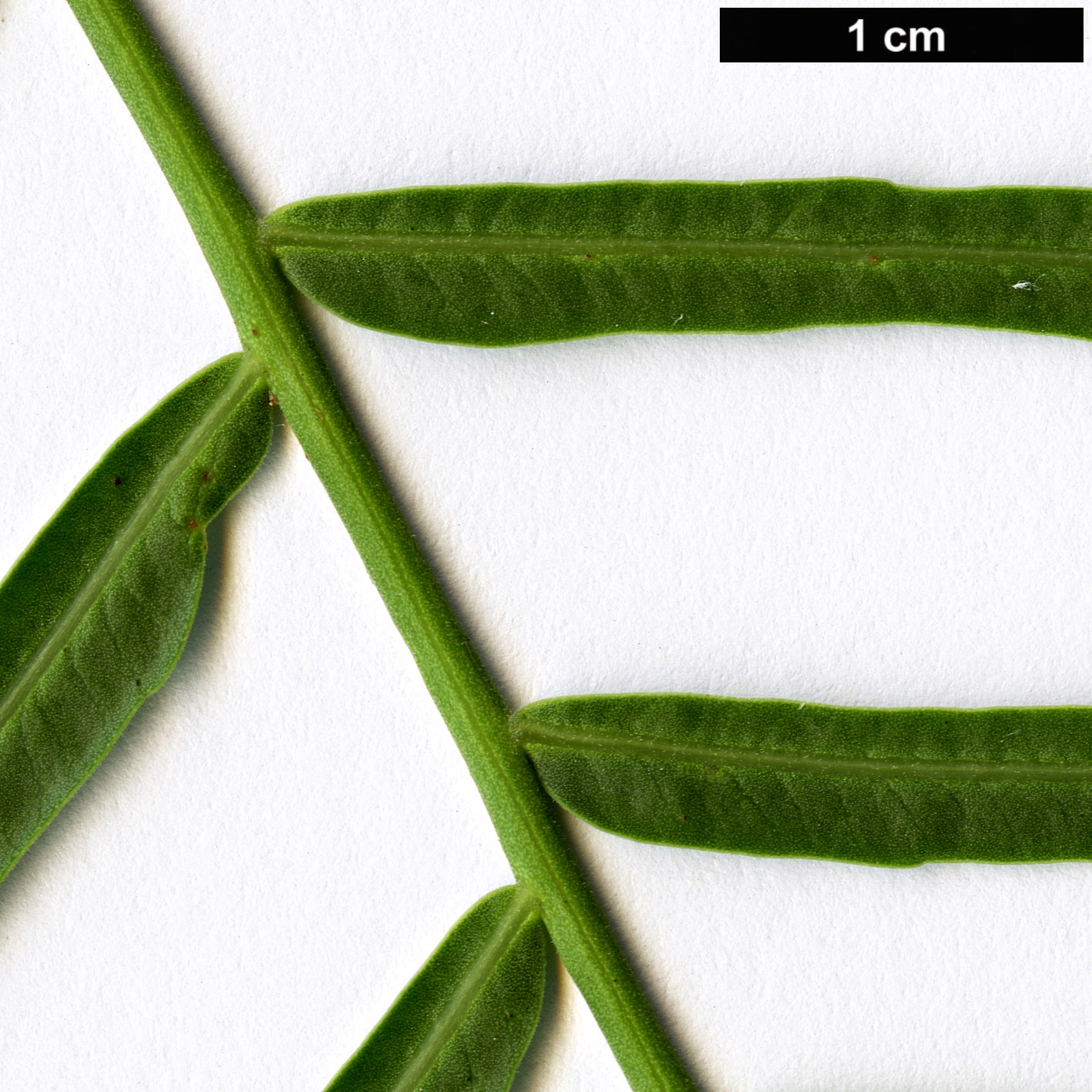 High resolution image: Family: Anacardiaceae - Genus: Schinus - Taxon: molle