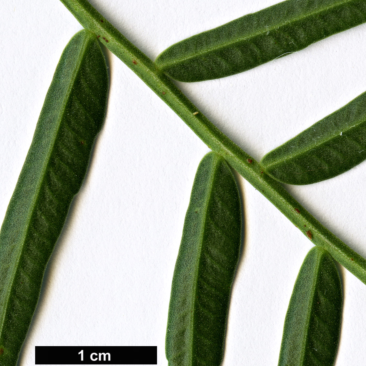 High resolution image: Family: Anacardiaceae - Genus: Schinus - Taxon: molle