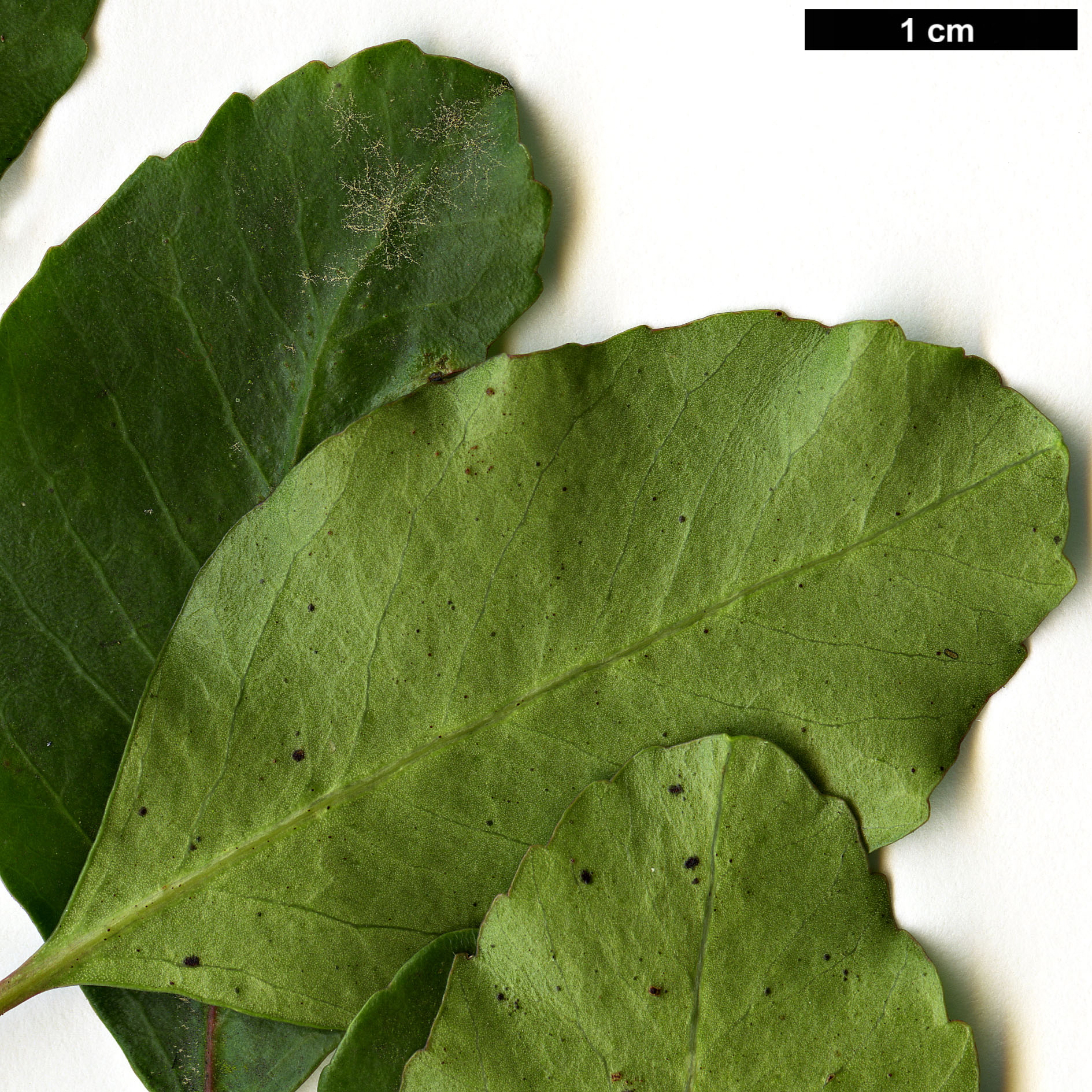 High resolution image: Family: Anacardiaceae - Genus: Schinus - Taxon: patagonicus