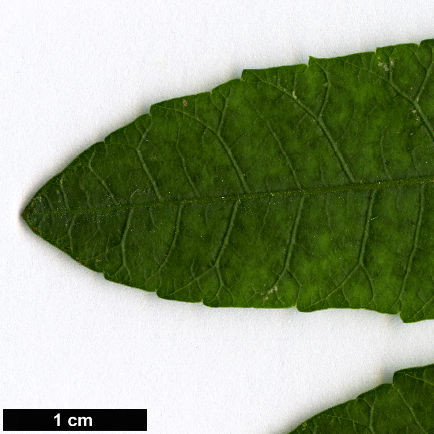 High resolution image: Family: Anacardiaceae - Genus: Schinus - Taxon: terebinthifolius