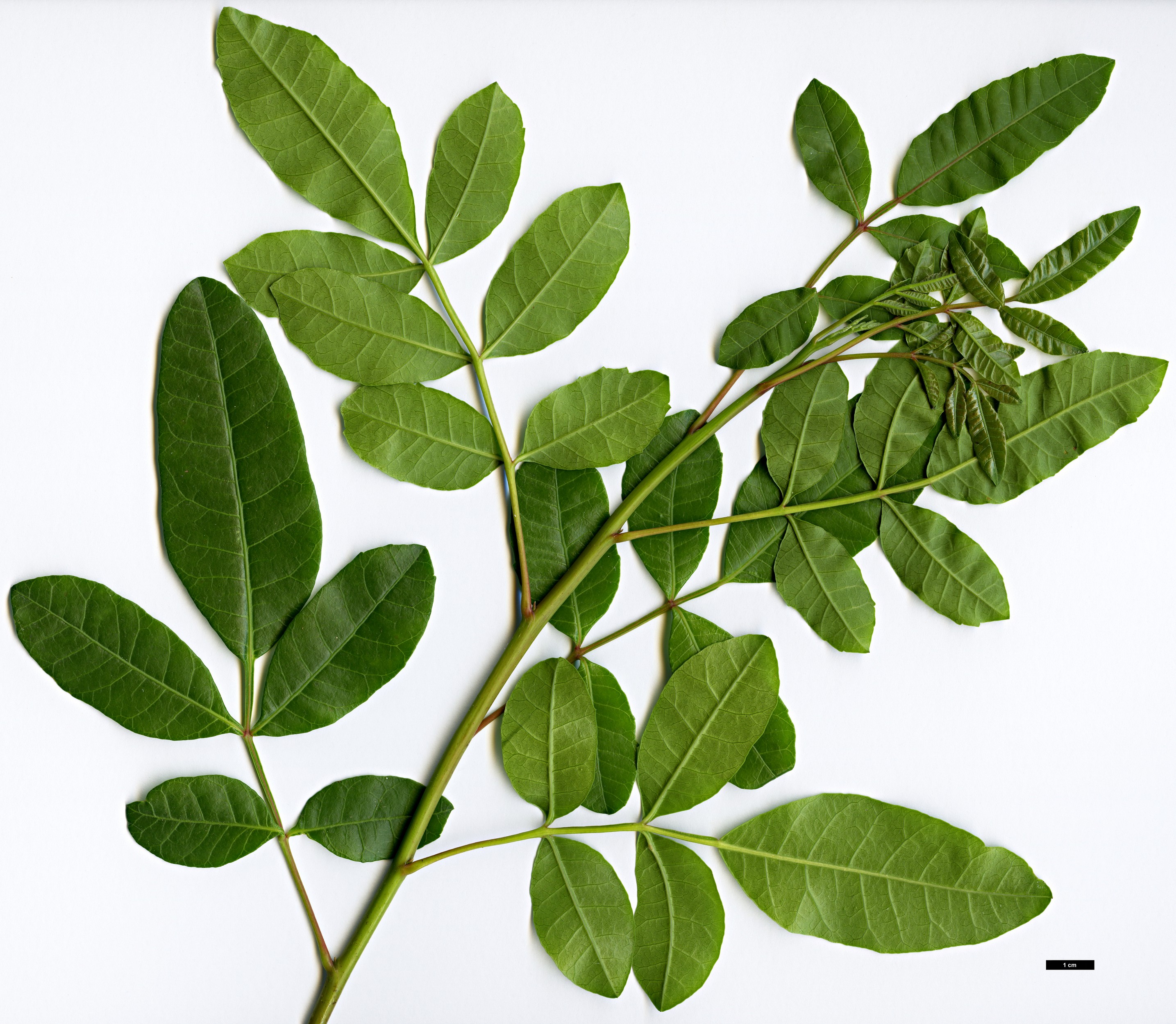 High resolution image: Family: Anacardiaceae - Genus: Schinus - Taxon: terebinthifolius