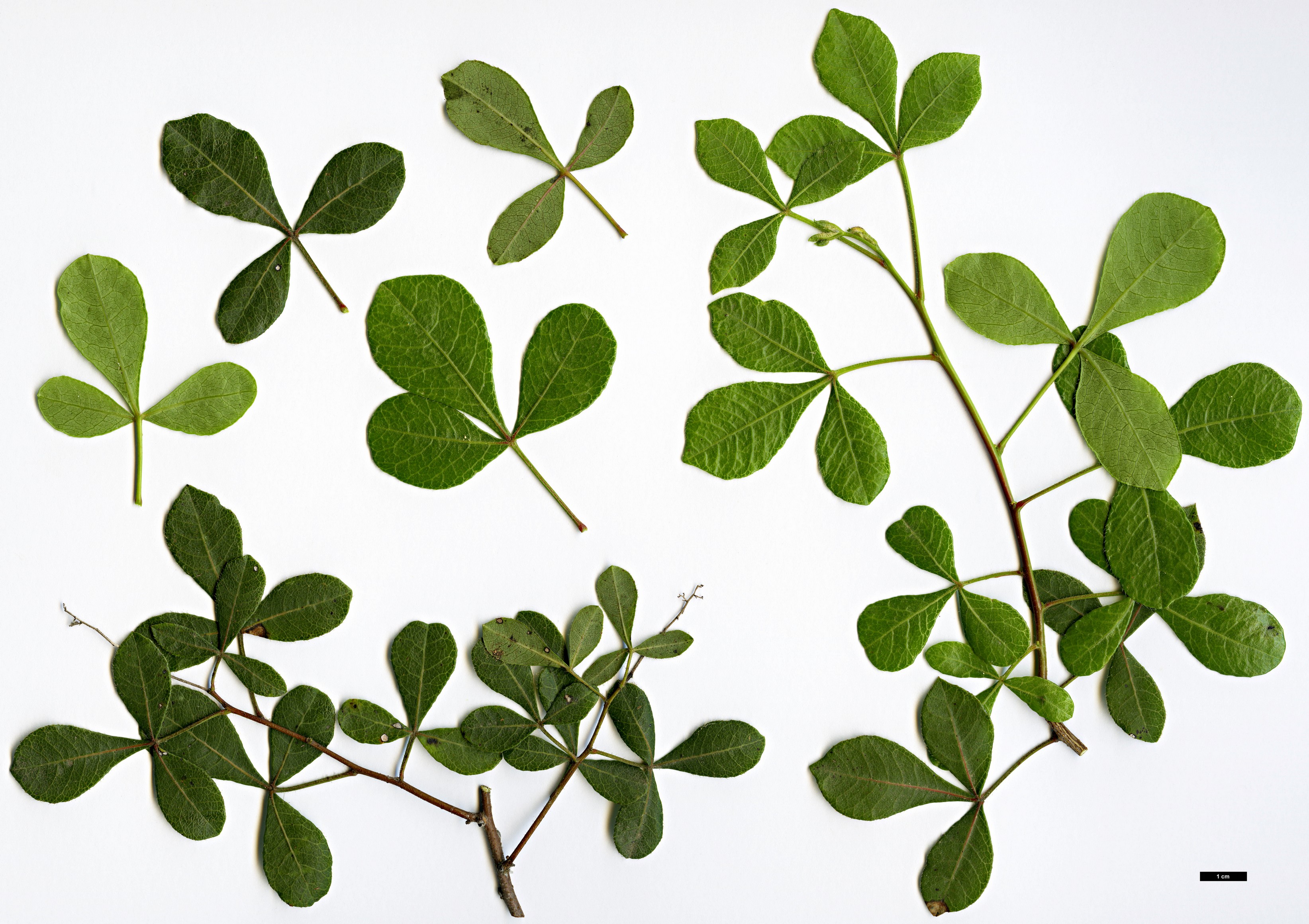 High resolution image: Family: Anacardiaceae - Genus: Searsia - Taxon: laevigata