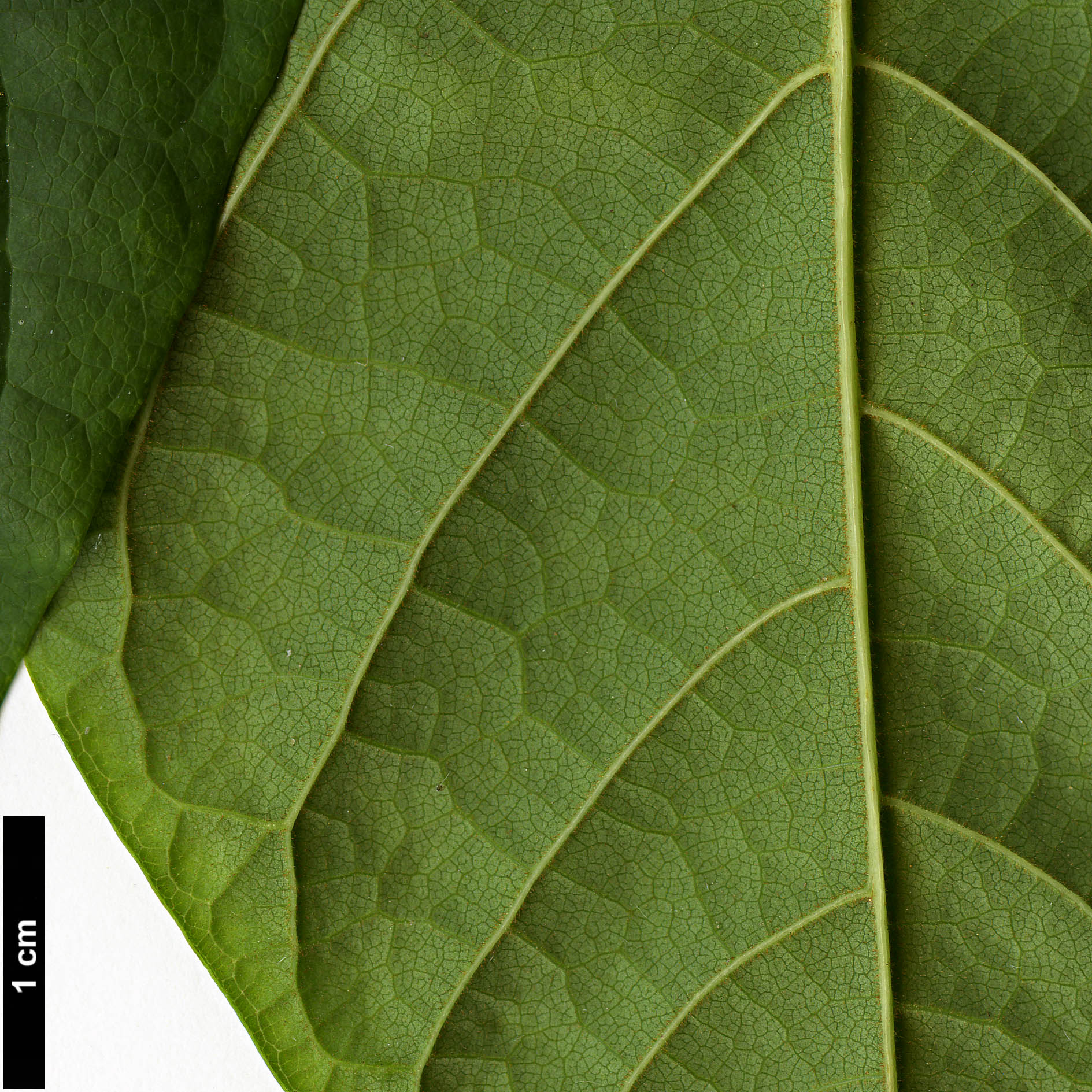 High resolution image: Family: Annonaceae - Genus: Asimina - Taxon: triloba