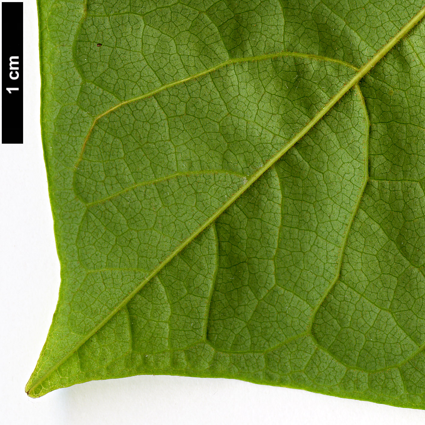 High resolution image: Family: Annonaceae - Genus: Asimina - Taxon: triloba