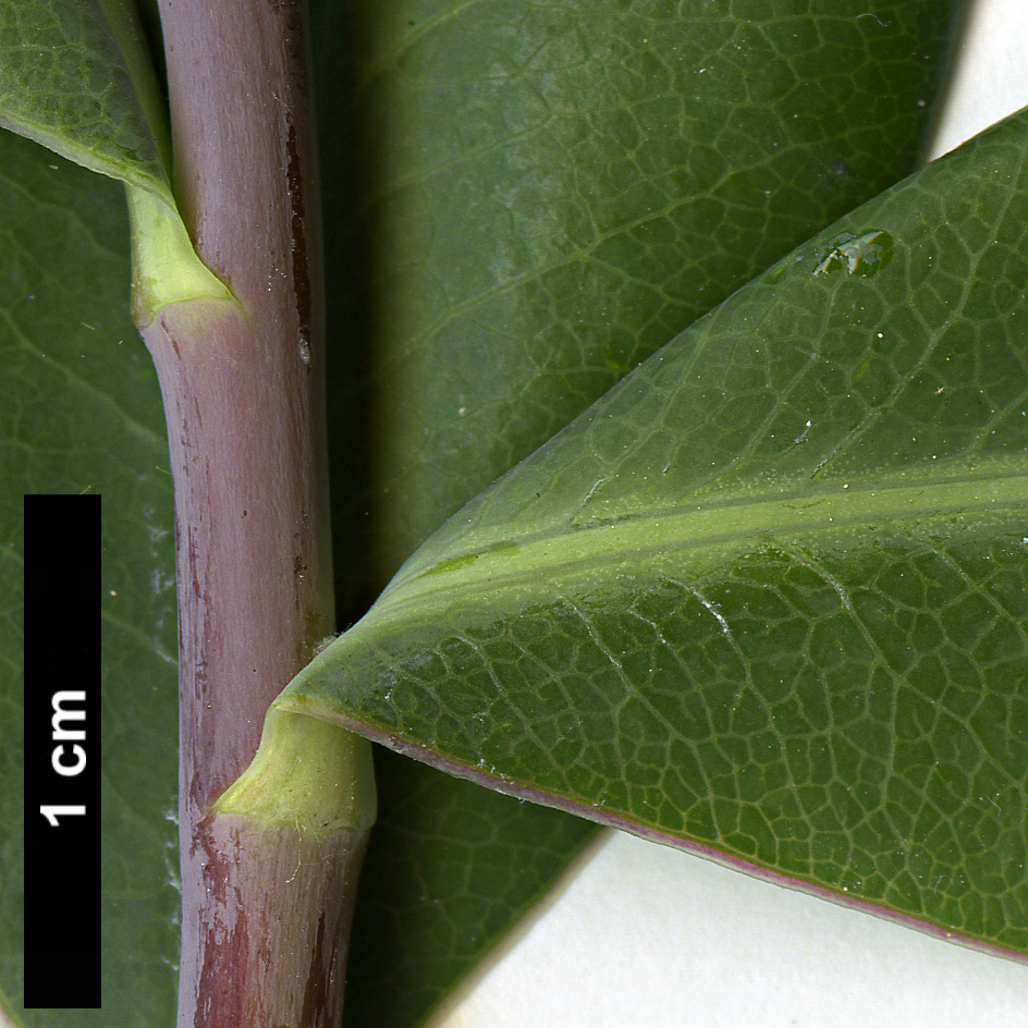 High resolution image: Family: Apiaceae - Genus: Bupleurum - Taxon: fruticosum