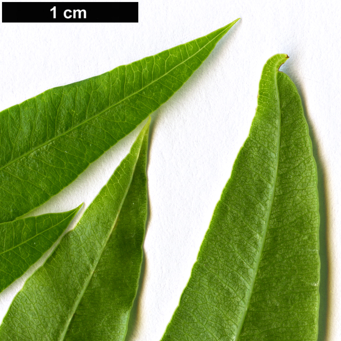 High resolution image: Family: Apiaceae - Genus: Heteromorpha - Taxon: arborescens
