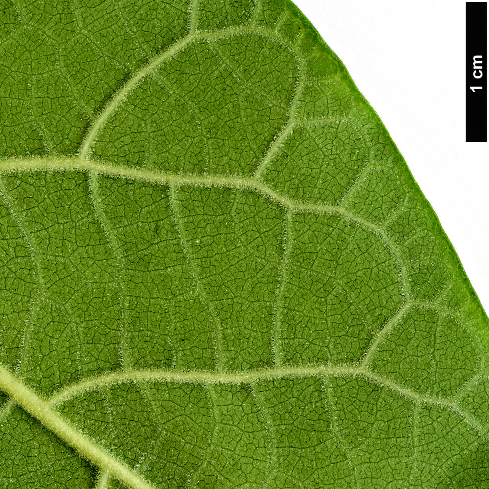 High resolution image: Family: Apocynaceae - Genus: Dregea - Taxon: sinensis
