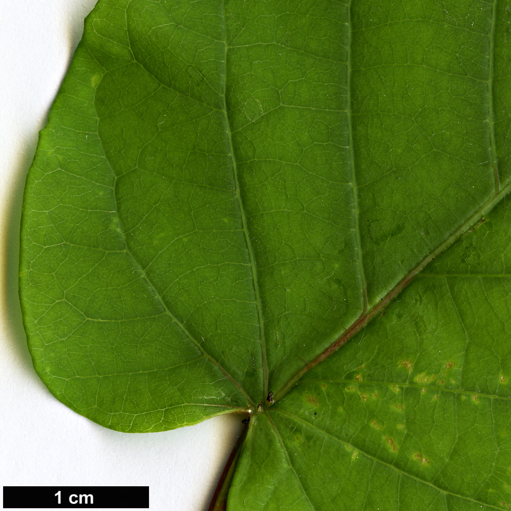 High resolution image: Family: Apocynaceae - Genus: Mandevilla - Taxon: laxa