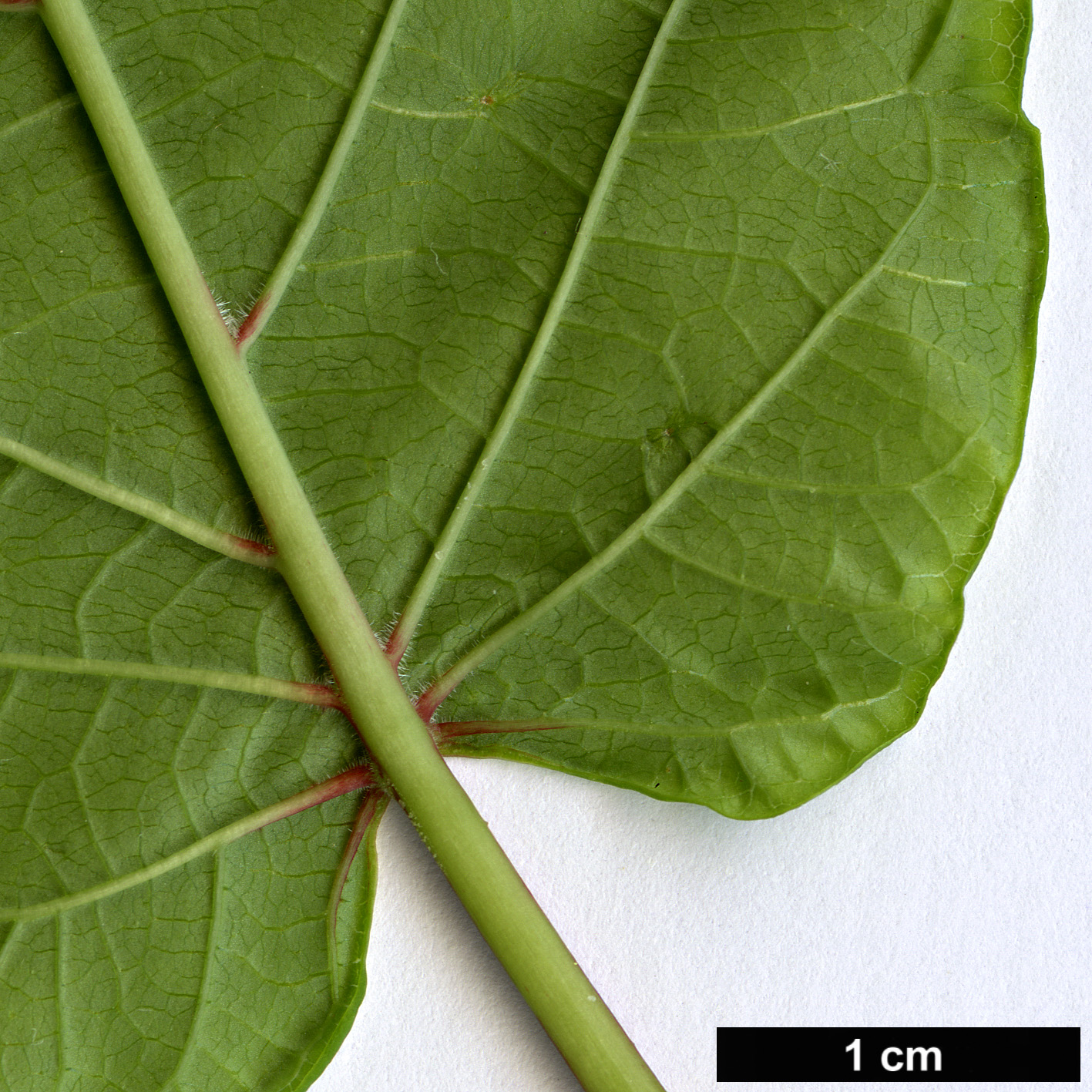 High resolution image: Family: Apocynaceae - Genus: Mandevilla - Taxon: laxa