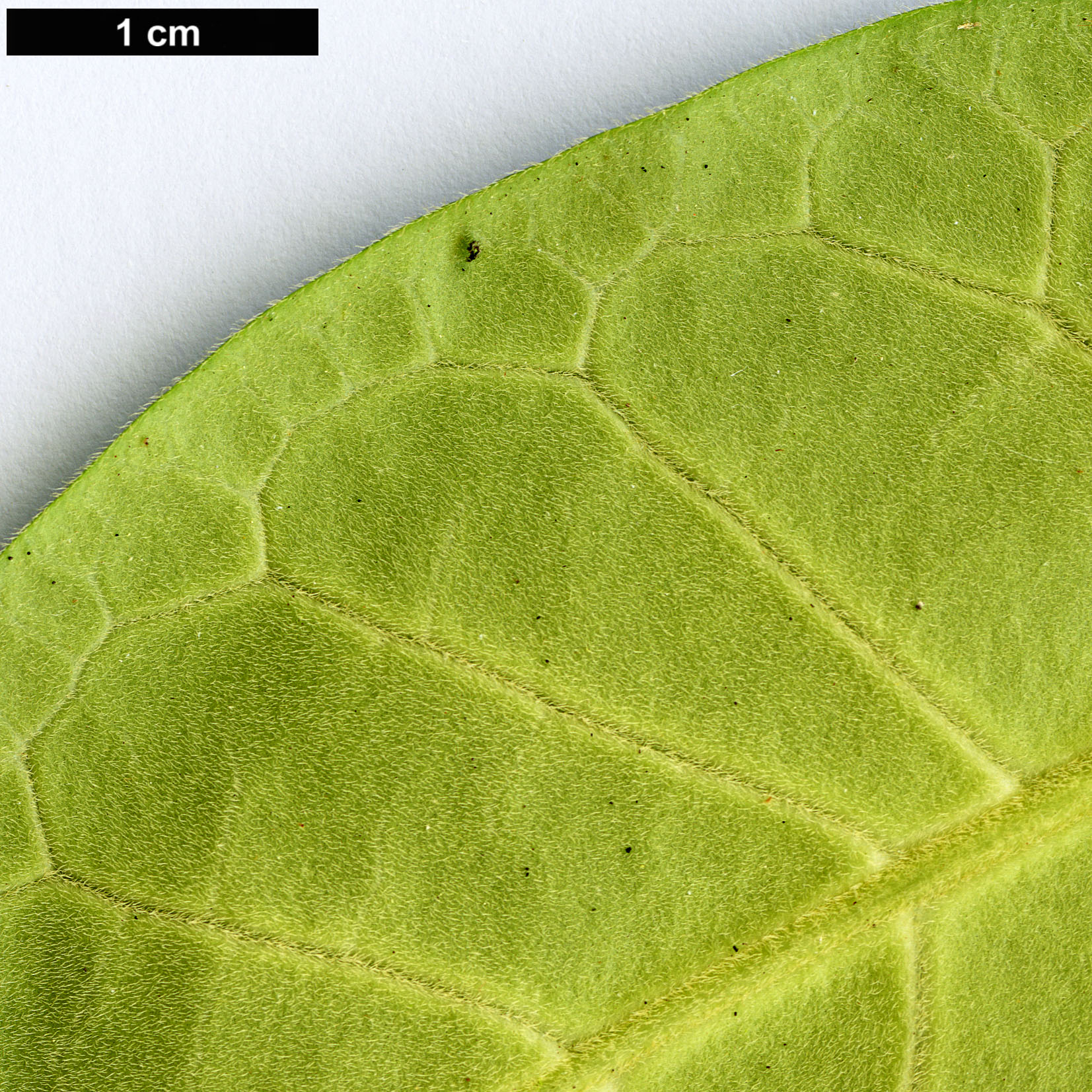 High resolution image: Family: Apocynaceae - Genus: Marsdenia - Taxon: oreophila