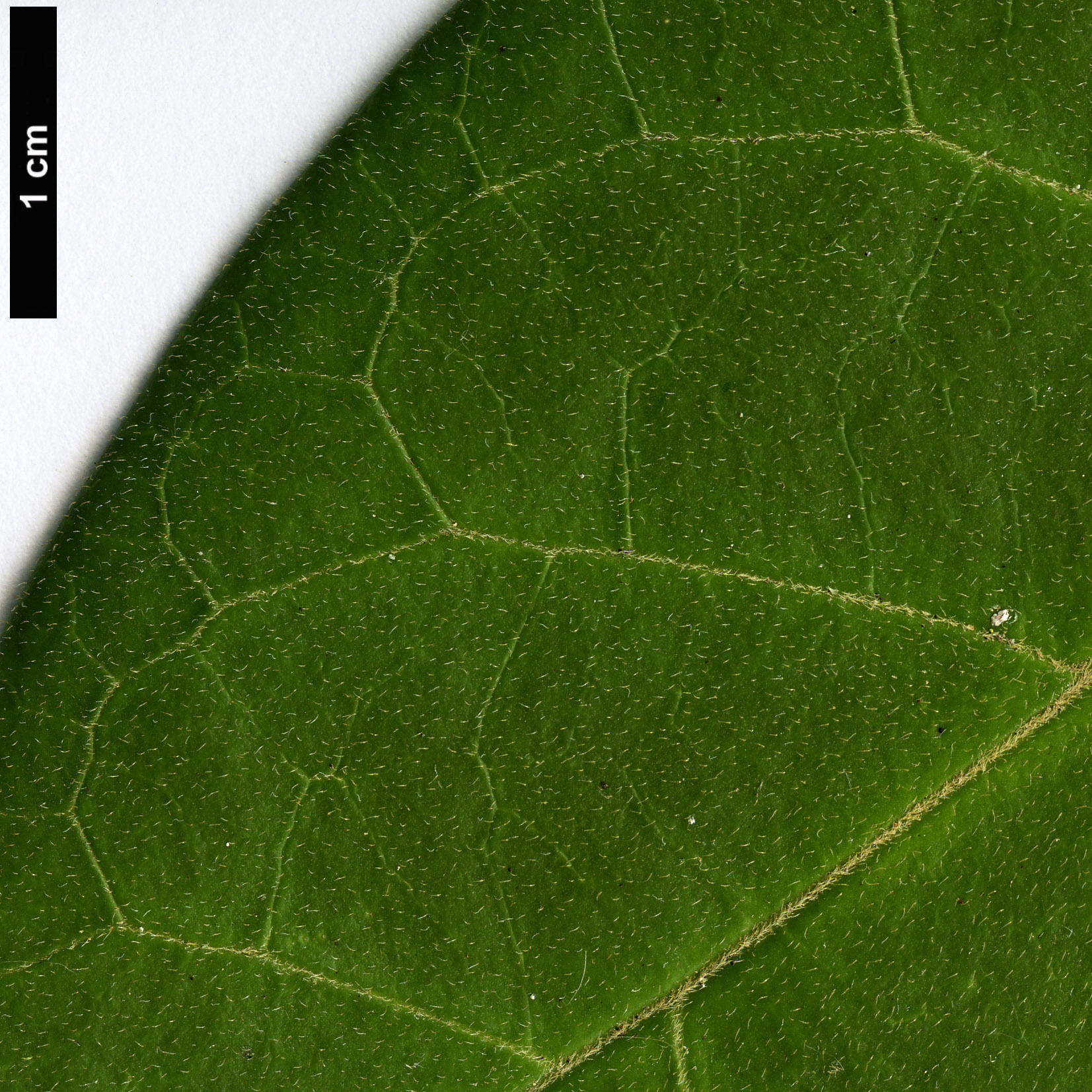 High resolution image: Family: Apocynaceae - Genus: Marsdenia - Taxon: oreophila
