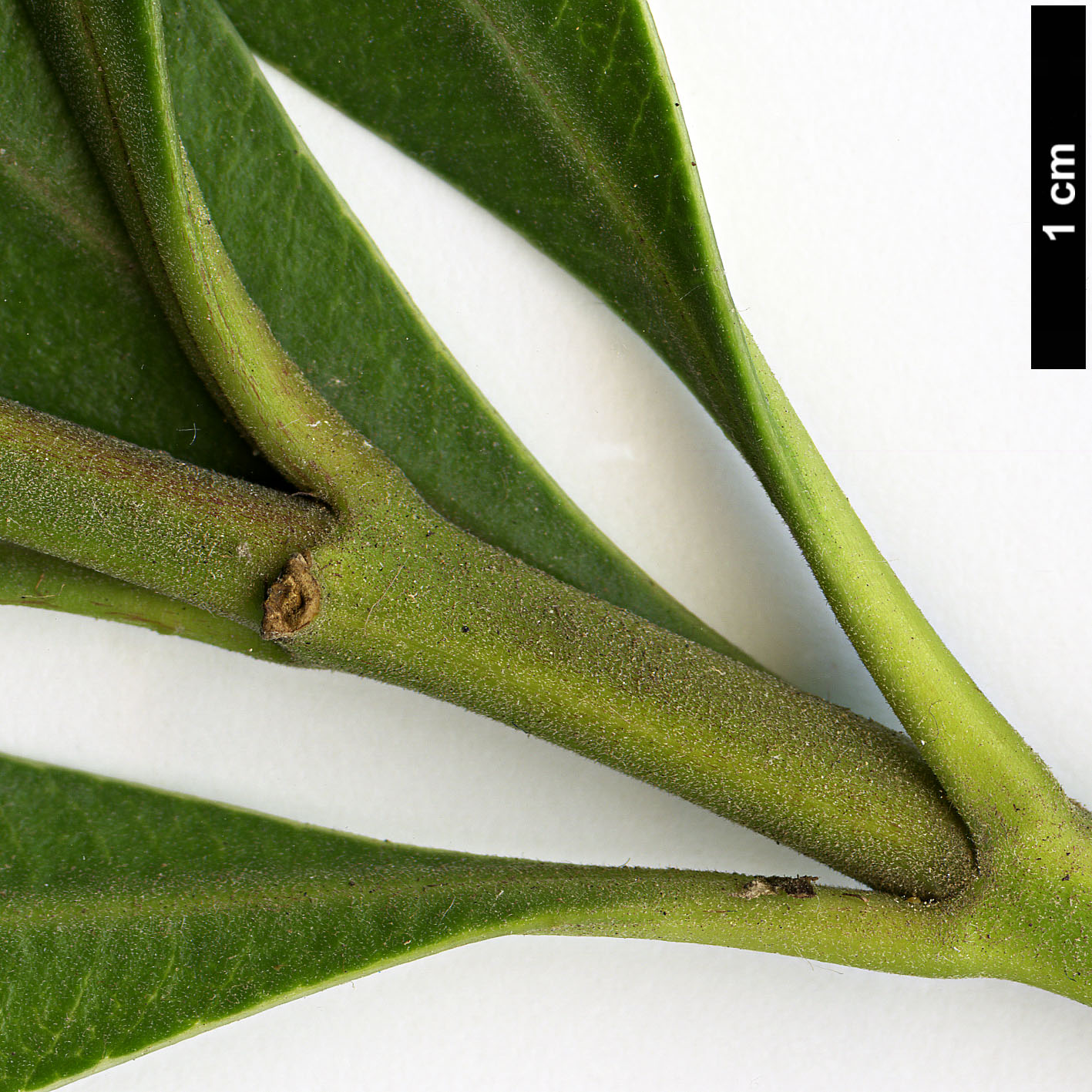 High resolution image: Family: Apocynaceae - Genus: Nerium - Taxon: oleander