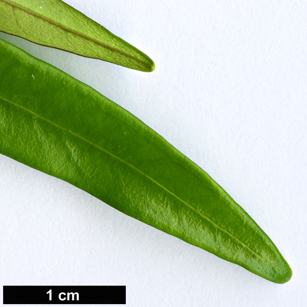 High resolution image: Family: Apocynaceae - Genus: Thevetia - Taxon: peruviana
