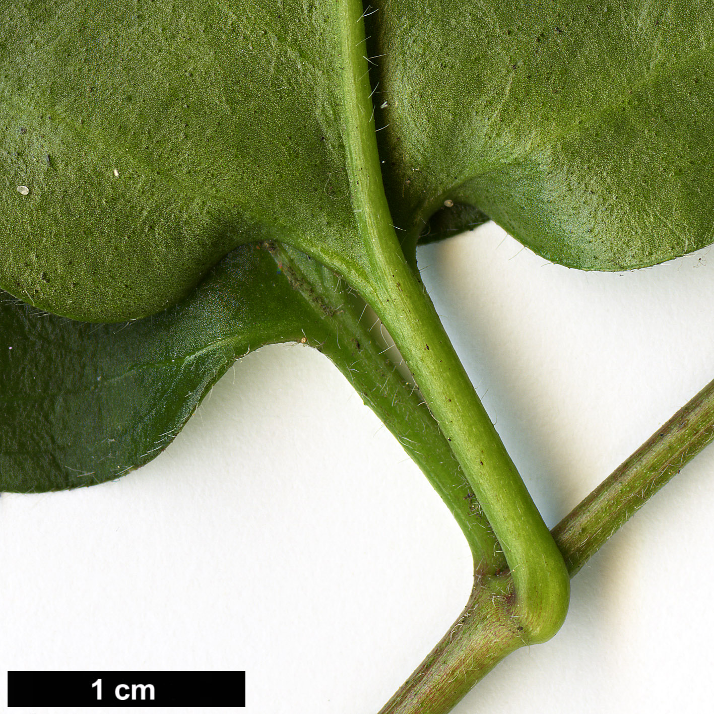 High resolution image: Family: Apocynaceae - Genus: Vinca - Taxon: major