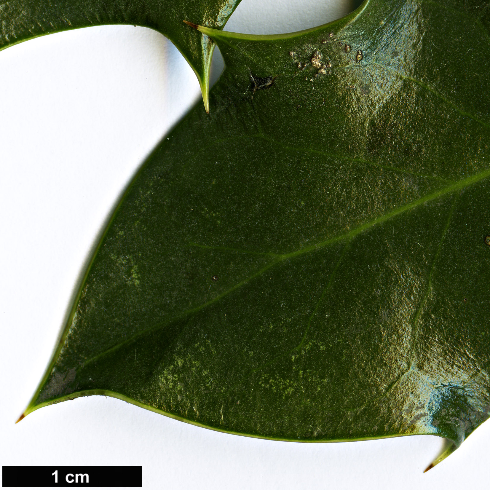 High resolution image: Family: Aquifoliaceae - Genus: Ilex - Taxon: aquifolium