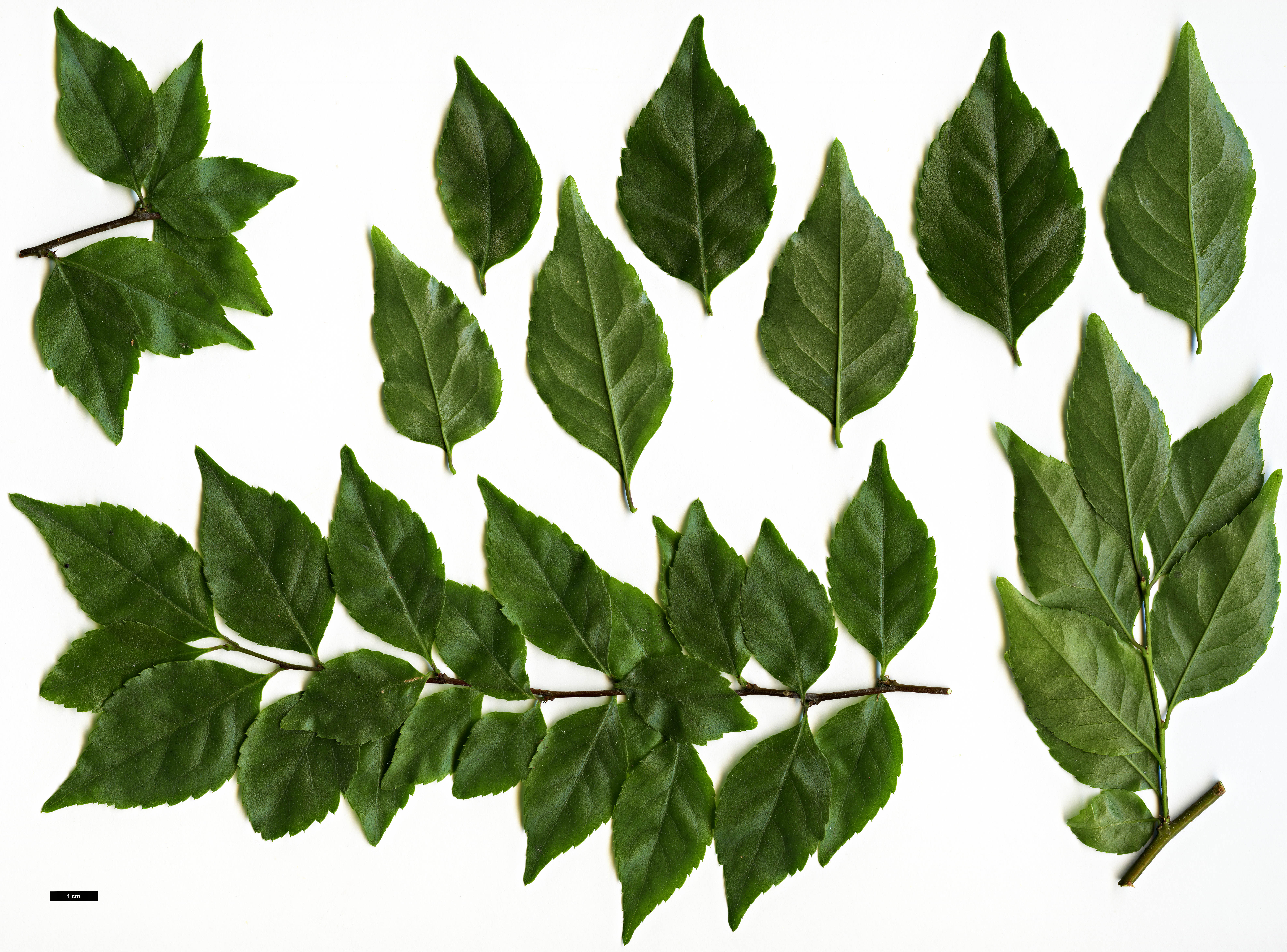 High resolution image: Family: Aquifoliaceae - Genus: Ilex - Taxon: asprella