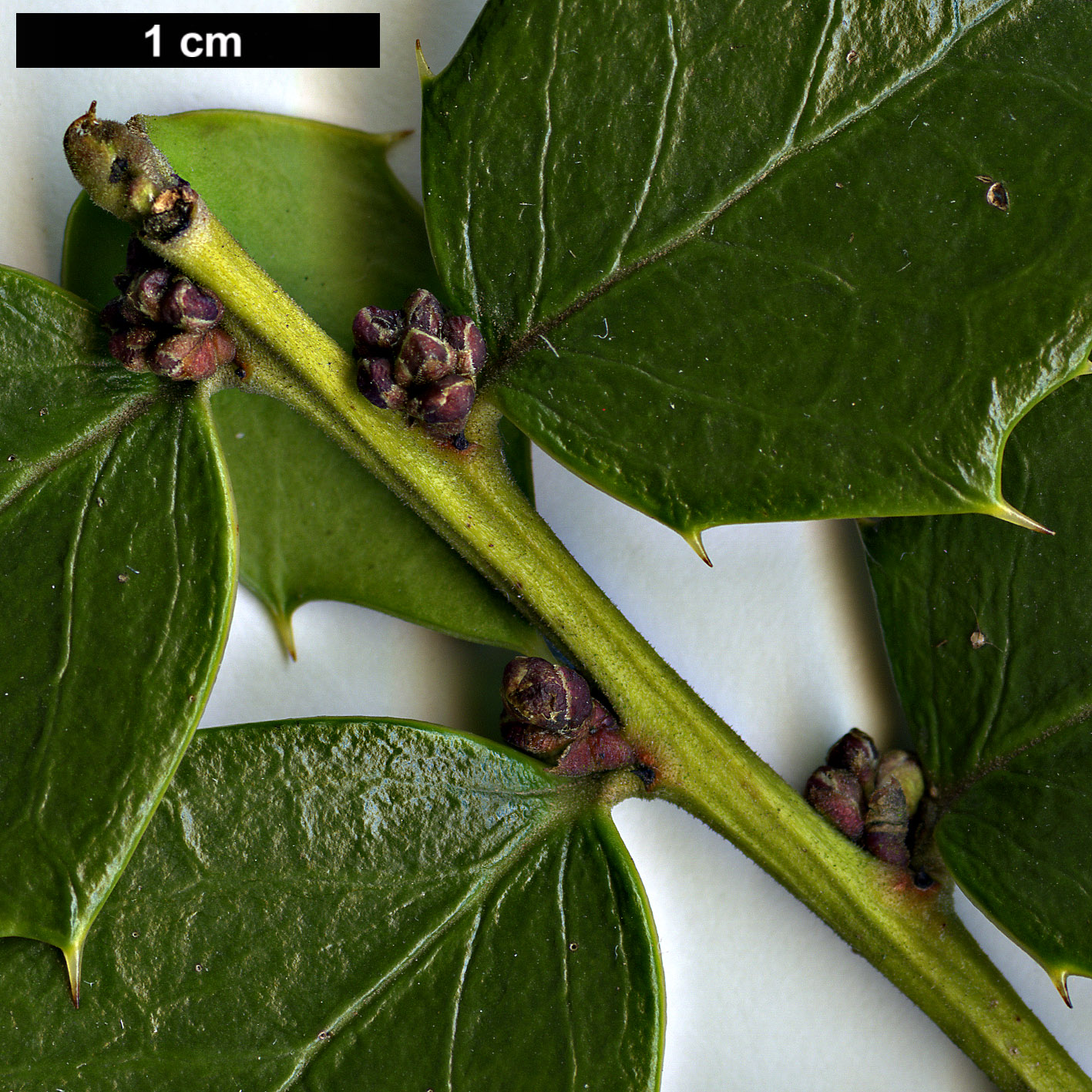 High resolution image: Family: Aquifoliaceae - Genus: Ilex - Taxon: bioritsensis