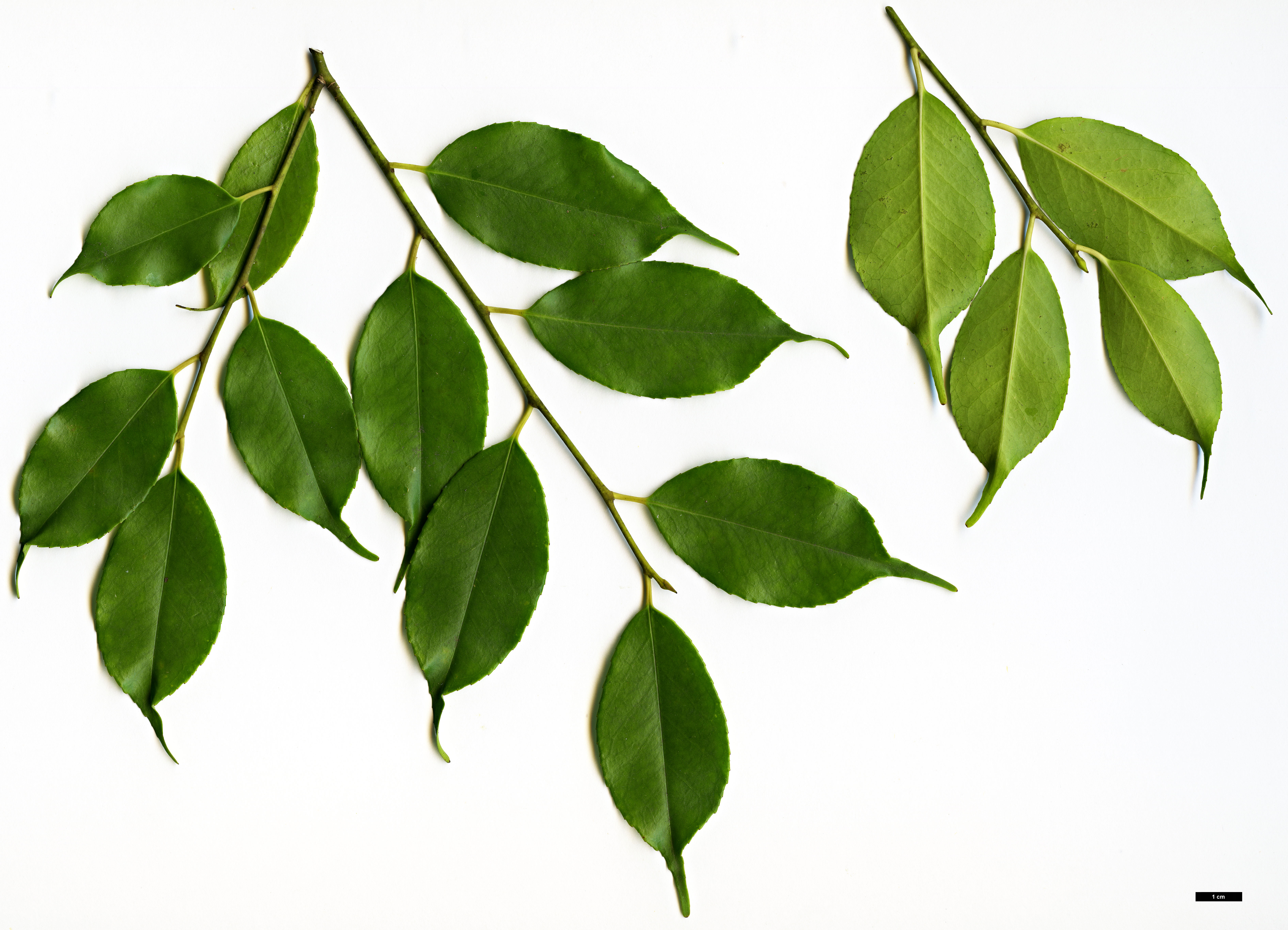High resolution image: Family: Aquifoliaceae - Genus: Ilex - Taxon: brachyphylla