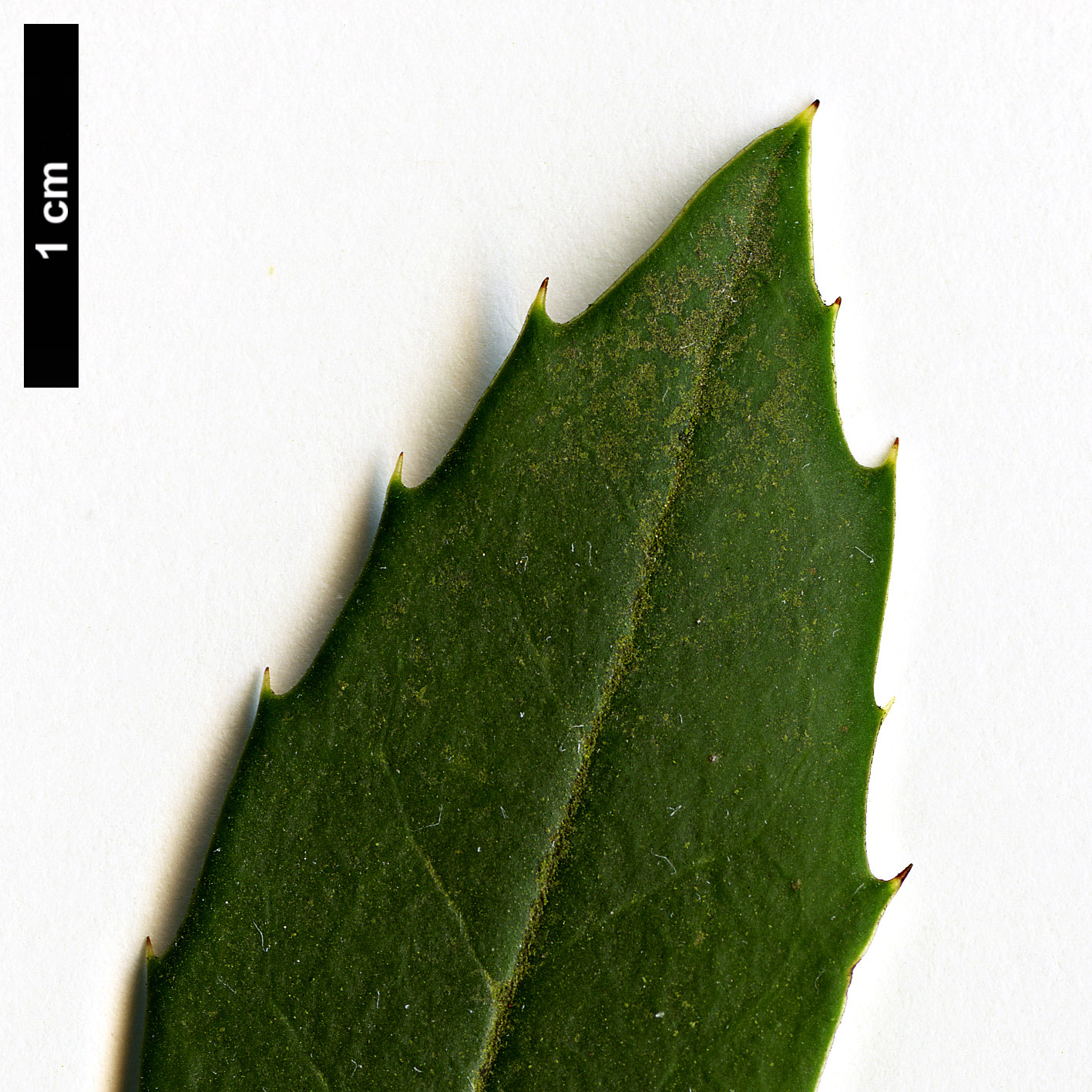 High resolution image: Family: Aquifoliaceae - Genus: Ilex - Taxon: ciliospinosa