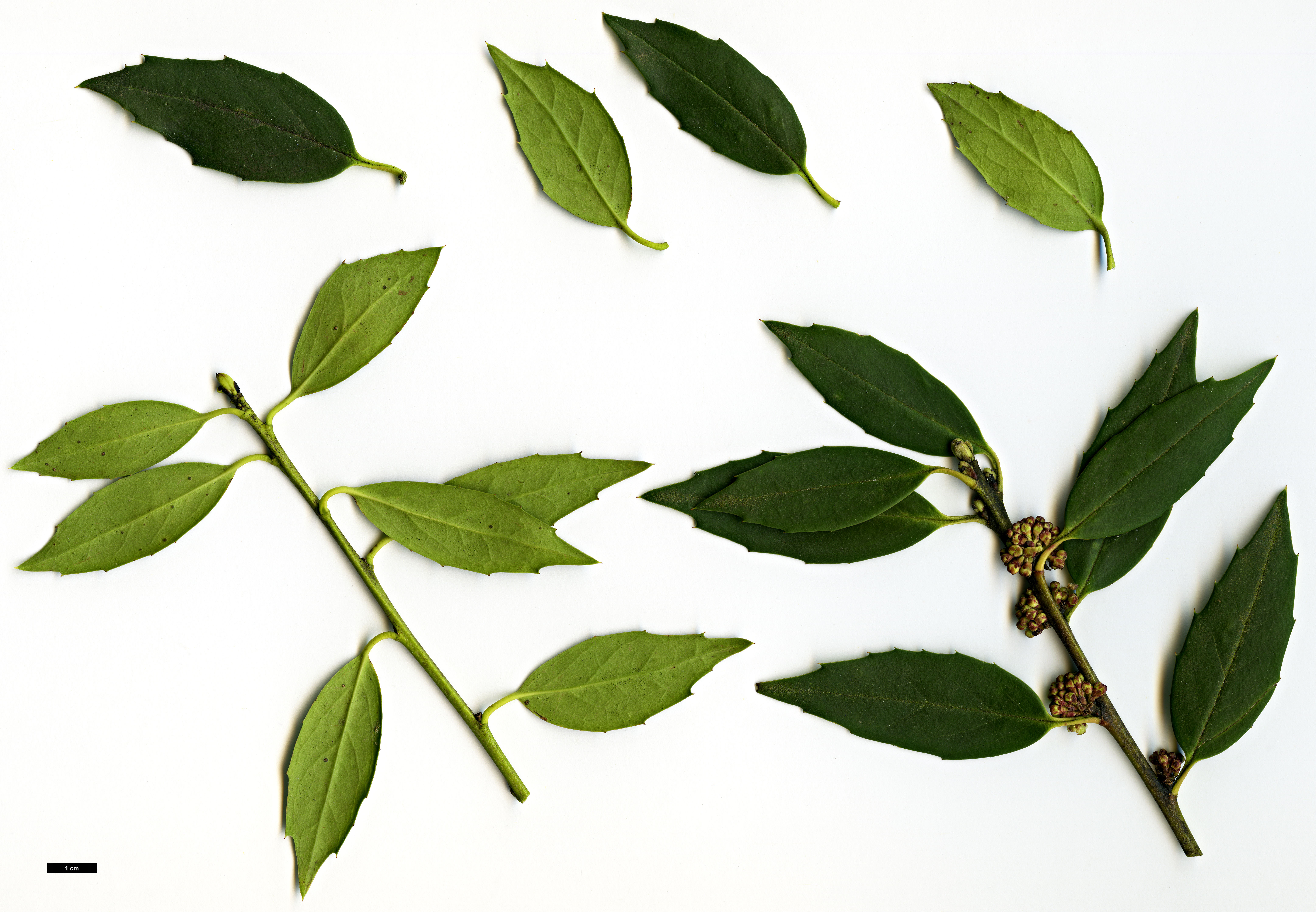 High resolution image: Family: Aquifoliaceae - Genus: Ilex - Taxon: ciliospinosa