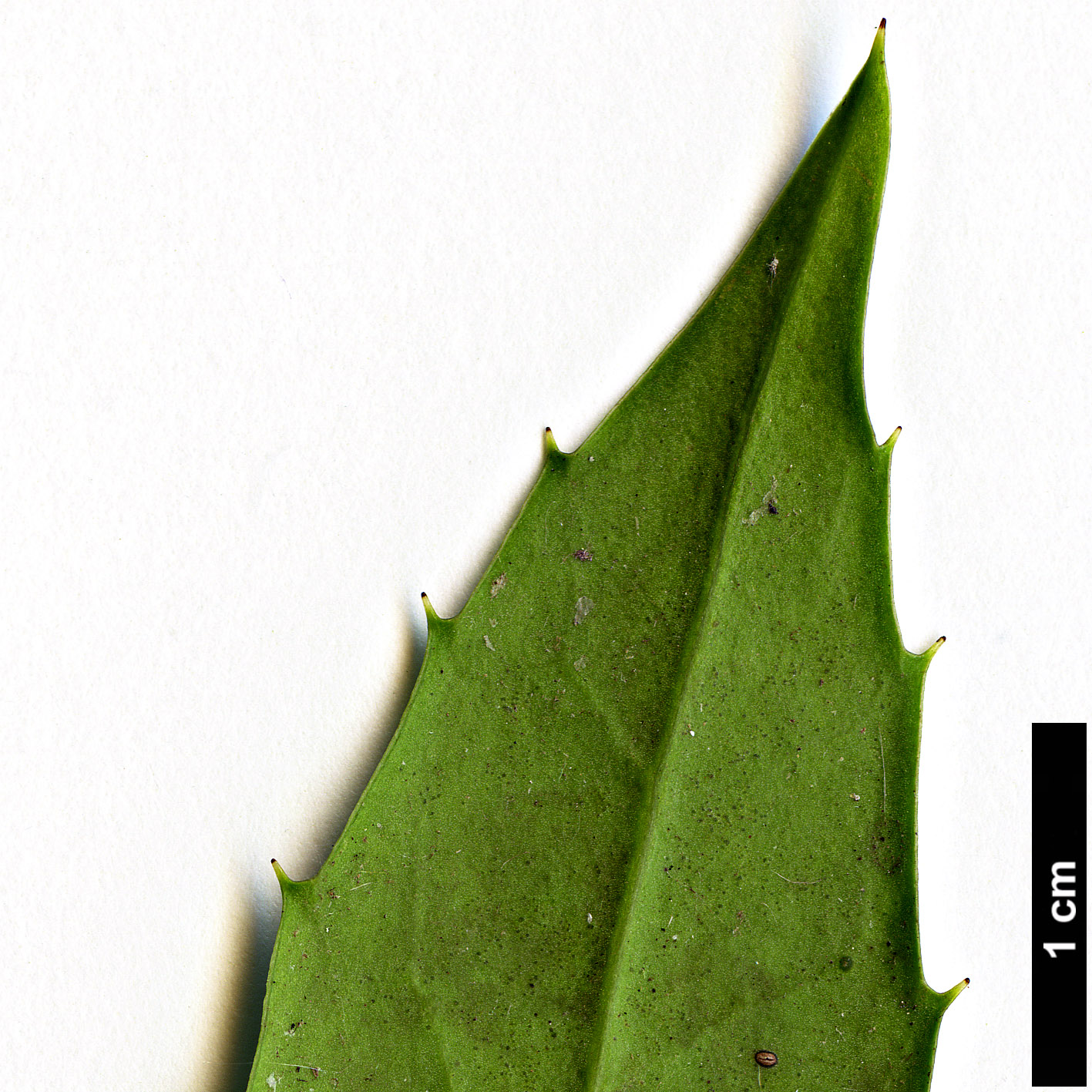 High resolution image: Family: Aquifoliaceae - Genus: Ilex - Taxon: ciliospinosa hybrid