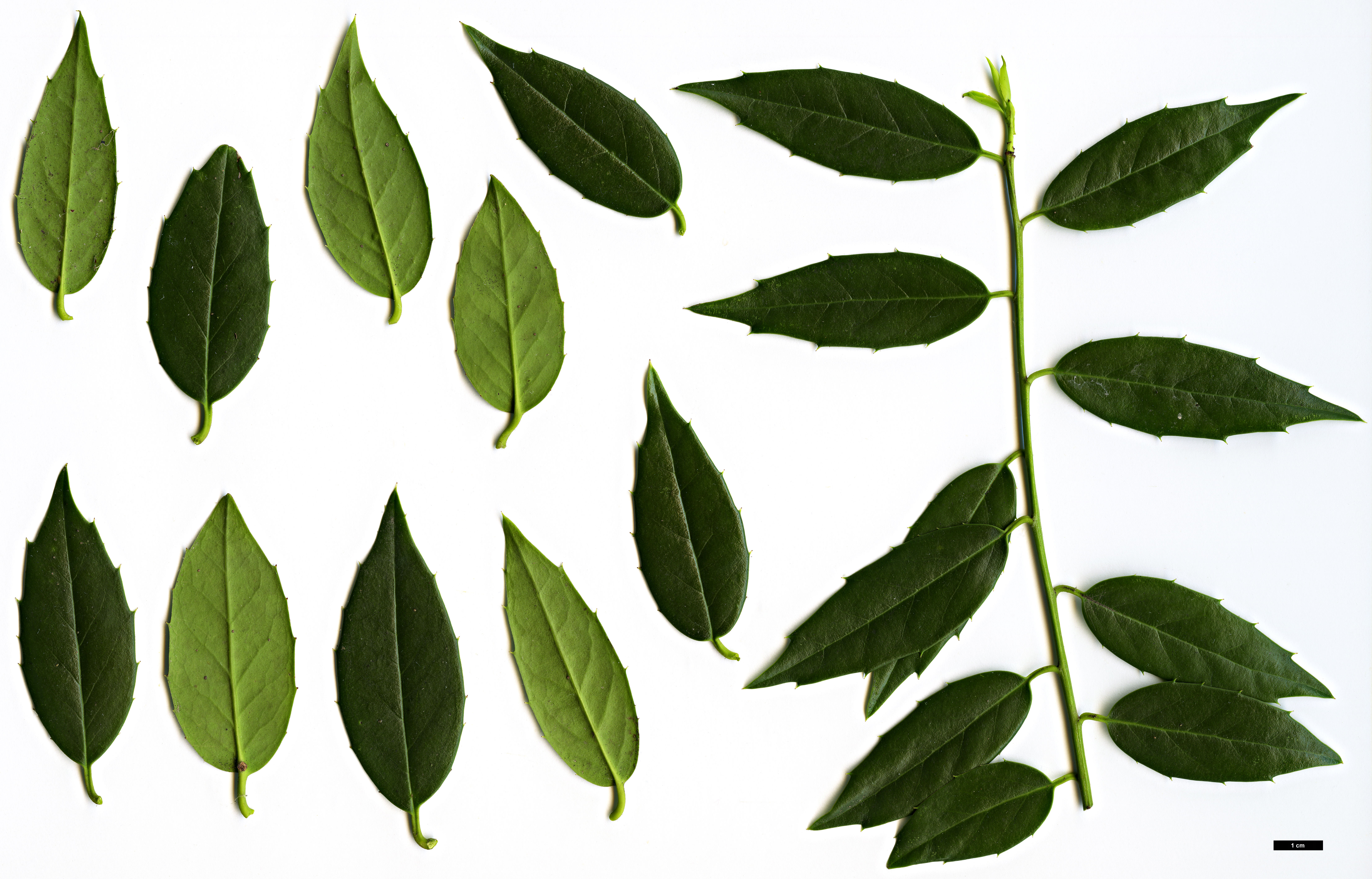 High resolution image: Family: Aquifoliaceae - Genus: Ilex - Taxon: ciliospinosa hybrid