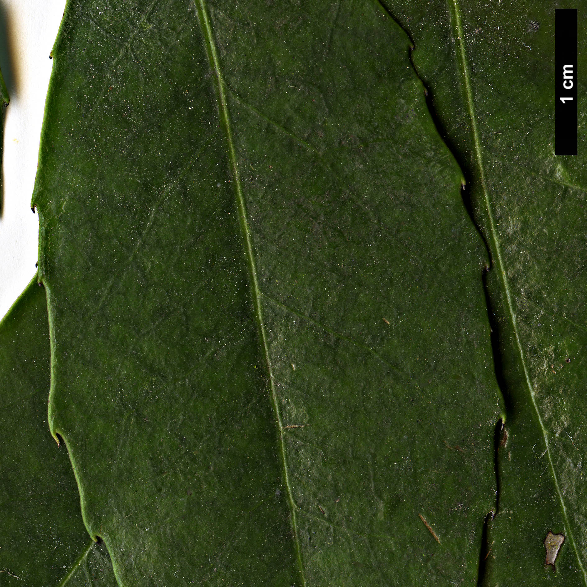 High resolution image: Family: Aquifoliaceae - Genus: Ilex - Taxon: corallina