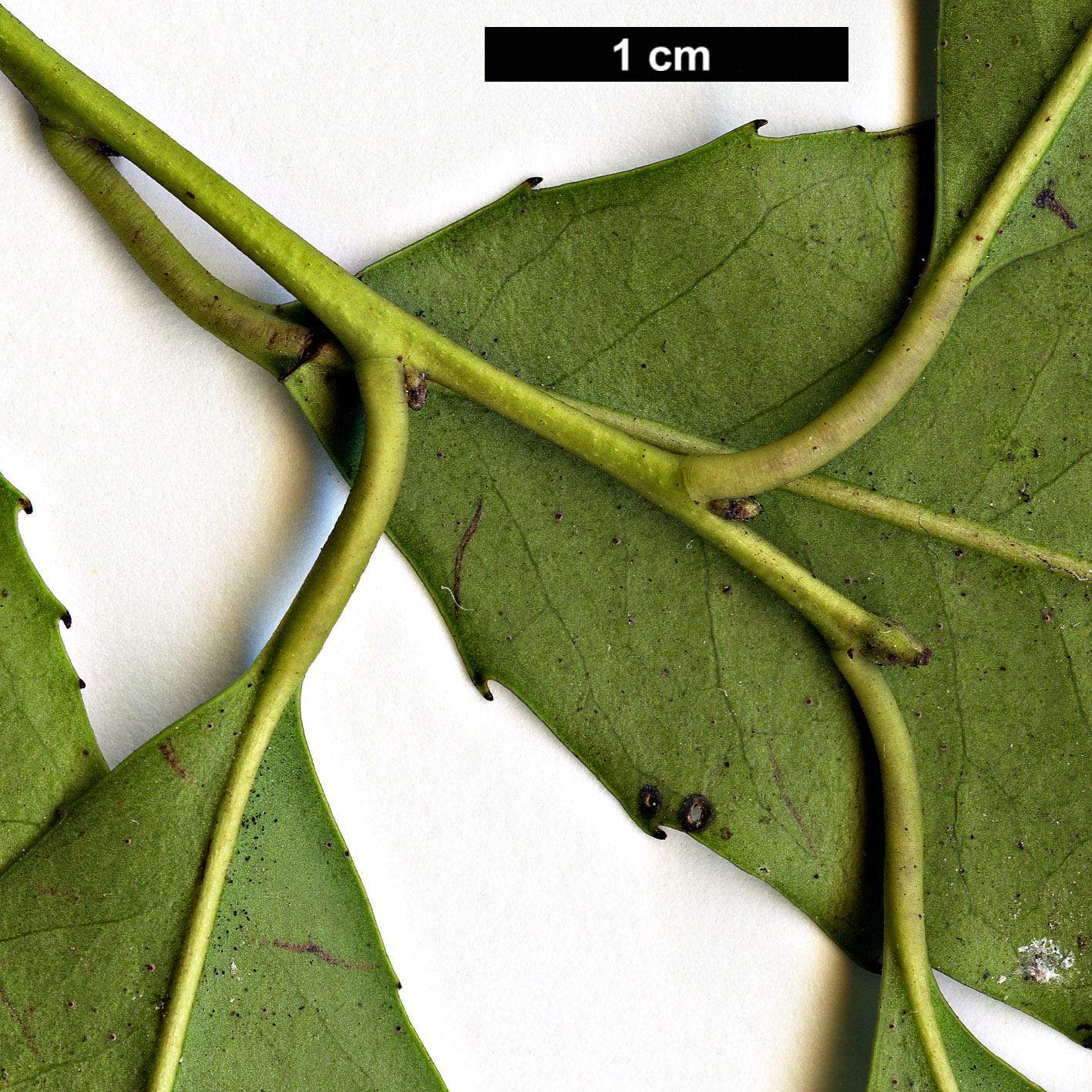 High resolution image: Family: Aquifoliaceae - Genus: Ilex - Taxon: corallina