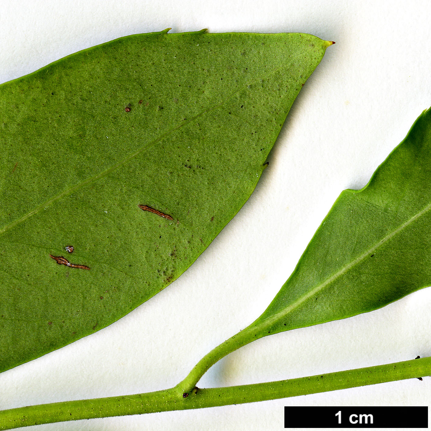 High resolution image: Family: Aquifoliaceae - Genus: Ilex - Taxon: coriacea