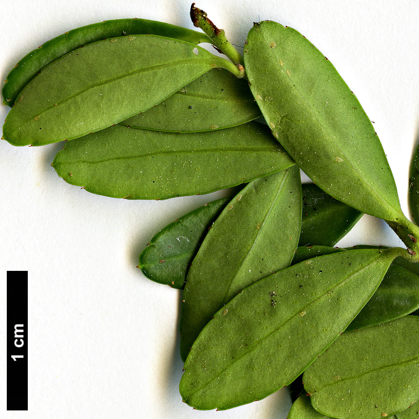 High resolution image: Family: Aquifoliaceae - Genus: Ilex - Taxon: crenata