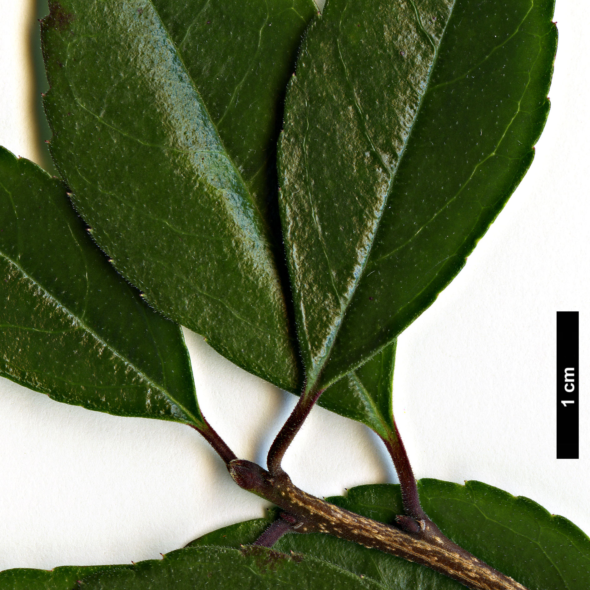 High resolution image: Family: Aquifoliaceae - Genus: Ilex - Taxon: cuthbertii
