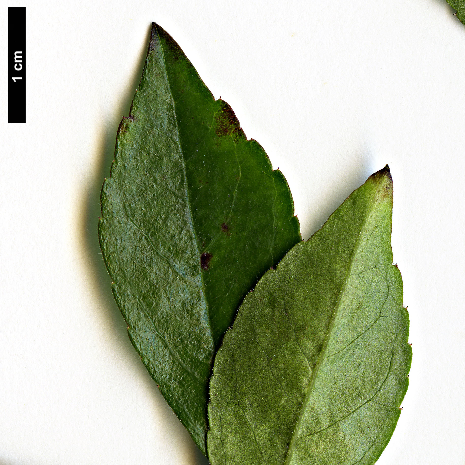 High resolution image: Family: Aquifoliaceae - Genus: Ilex - Taxon: cuthbertii