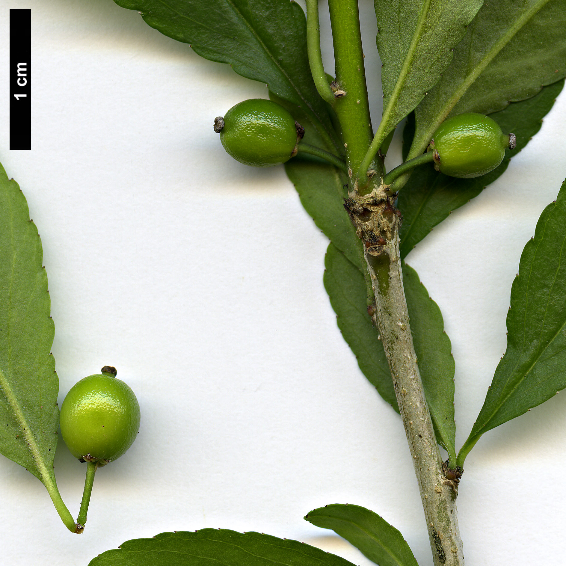 High resolution image: Family: Aquifoliaceae - Genus: Ilex - Taxon: decidua