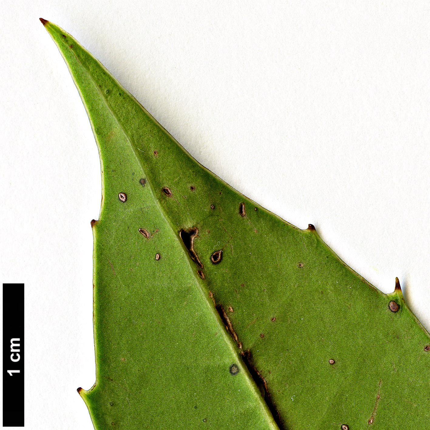 High resolution image: Family: Aquifoliaceae - Genus: Ilex - Taxon: dipyrena