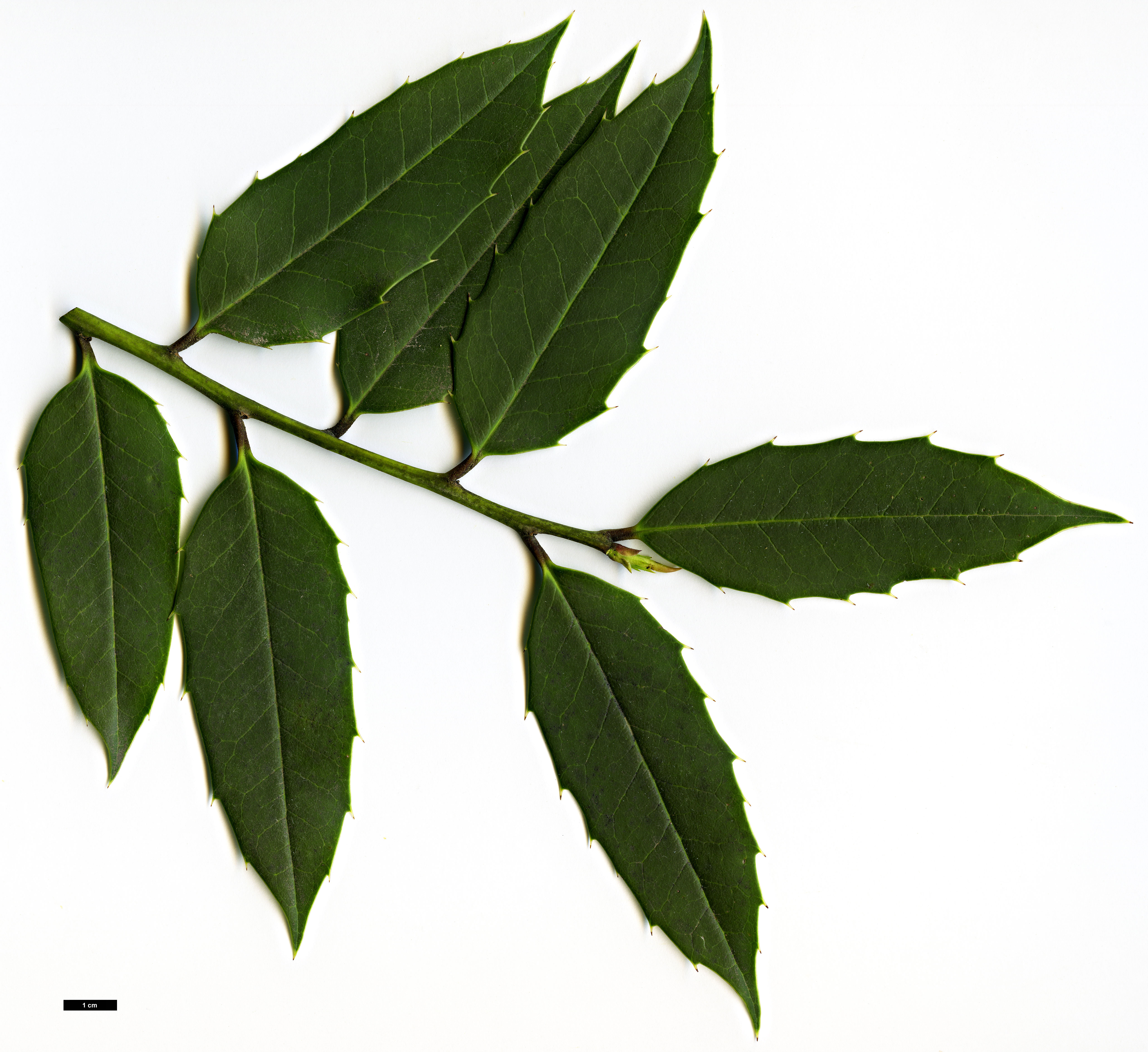 High resolution image: Family: Aquifoliaceae - Genus: Ilex - Taxon: dipyrena