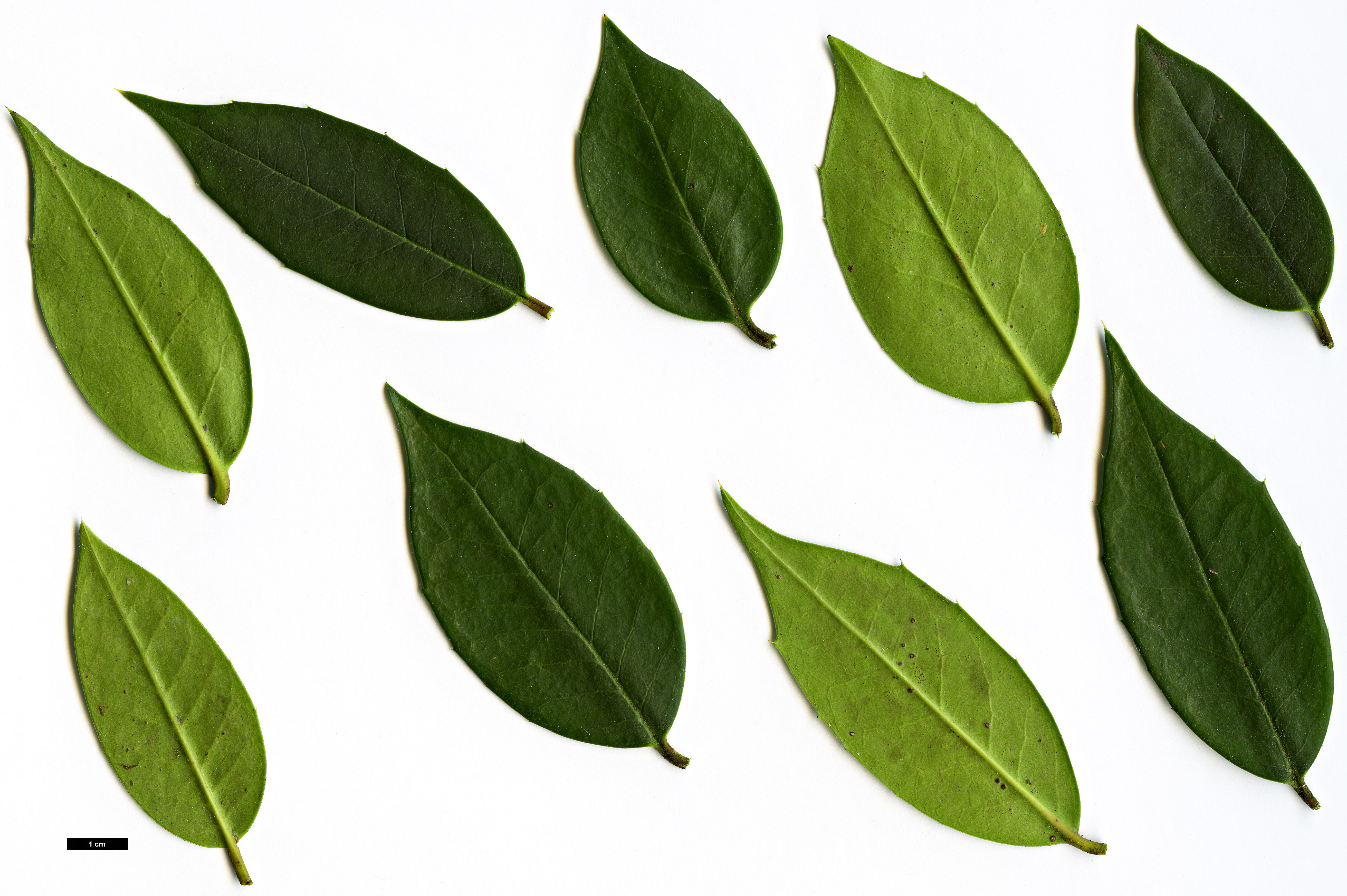 High resolution image: Family: Aquifoliaceae - Genus: Ilex - Taxon: dipyrena - SpeciesSub: hybrid