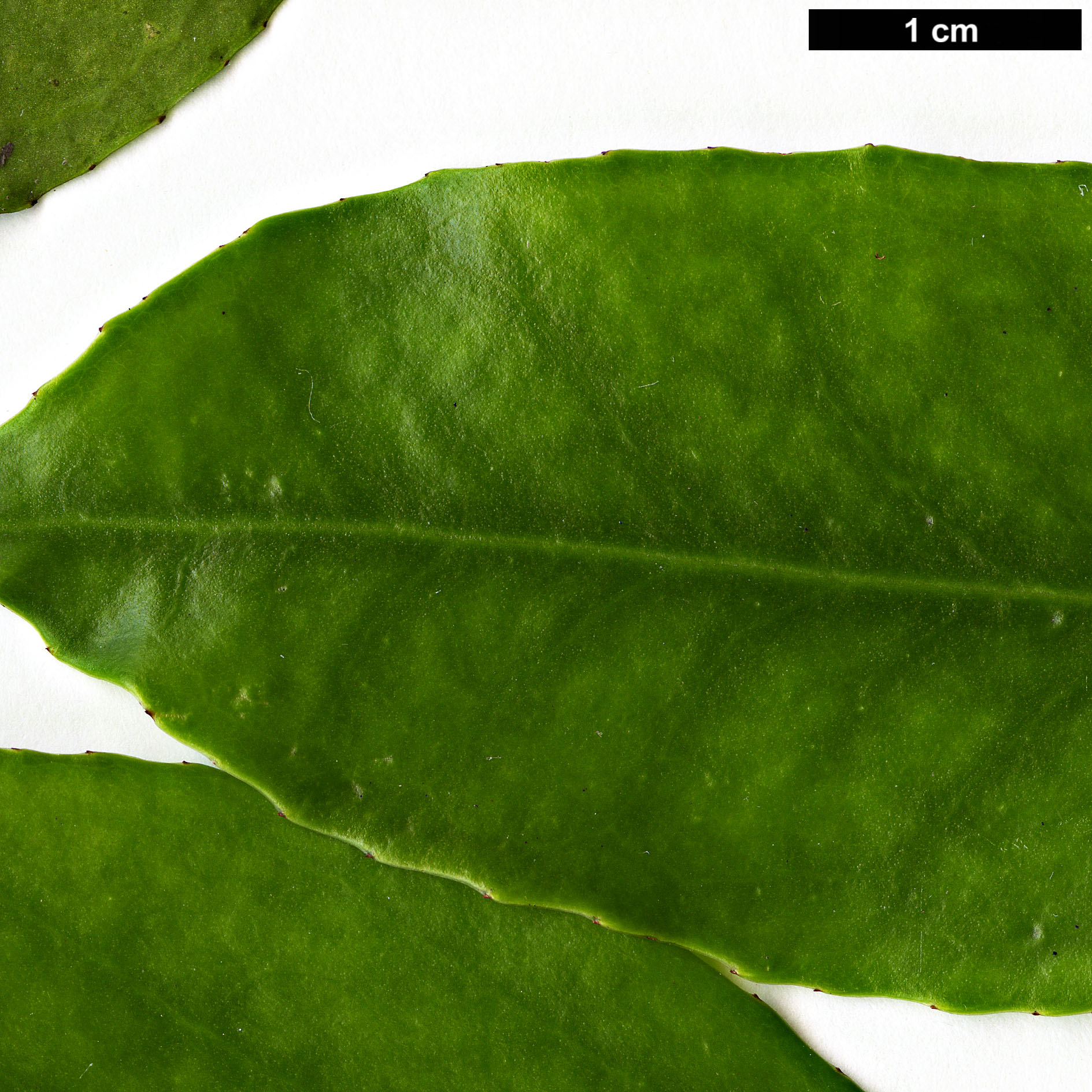 High resolution image: Family: Aquifoliaceae - Genus: Ilex - Taxon: ficoidea