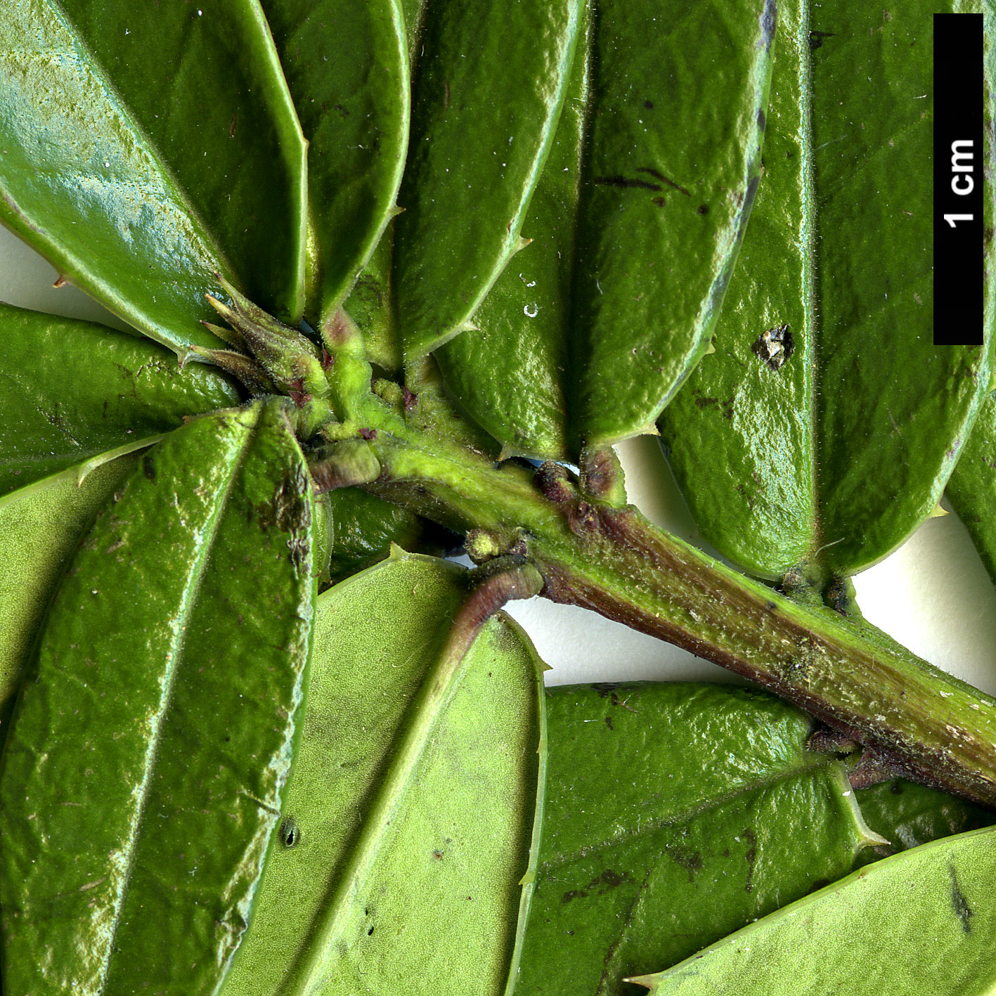 High resolution image: Family: Aquifoliaceae - Genus: Ilex - Taxon: georgei