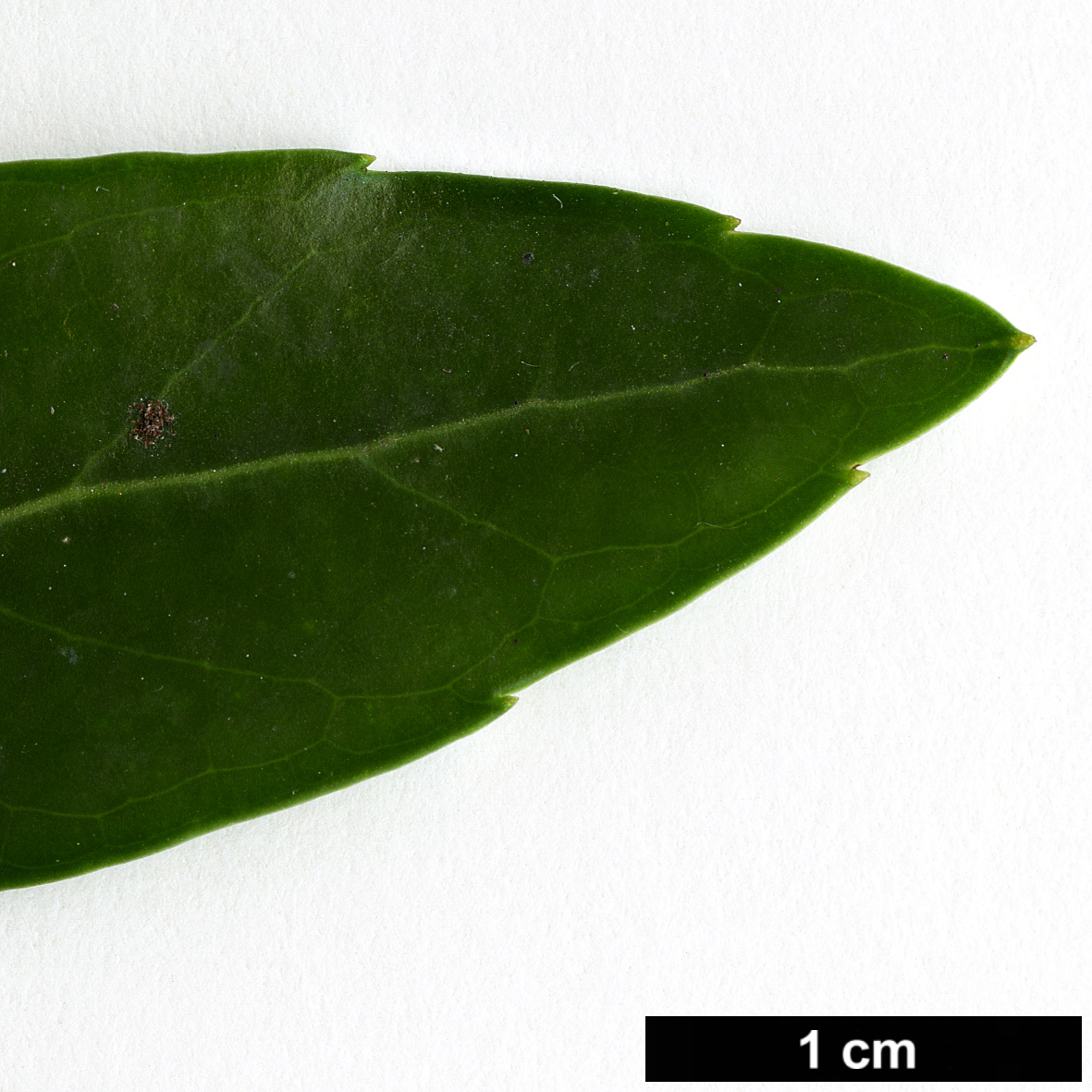 High resolution image: Family: Aquifoliaceae - Genus: Ilex - Taxon: glabra