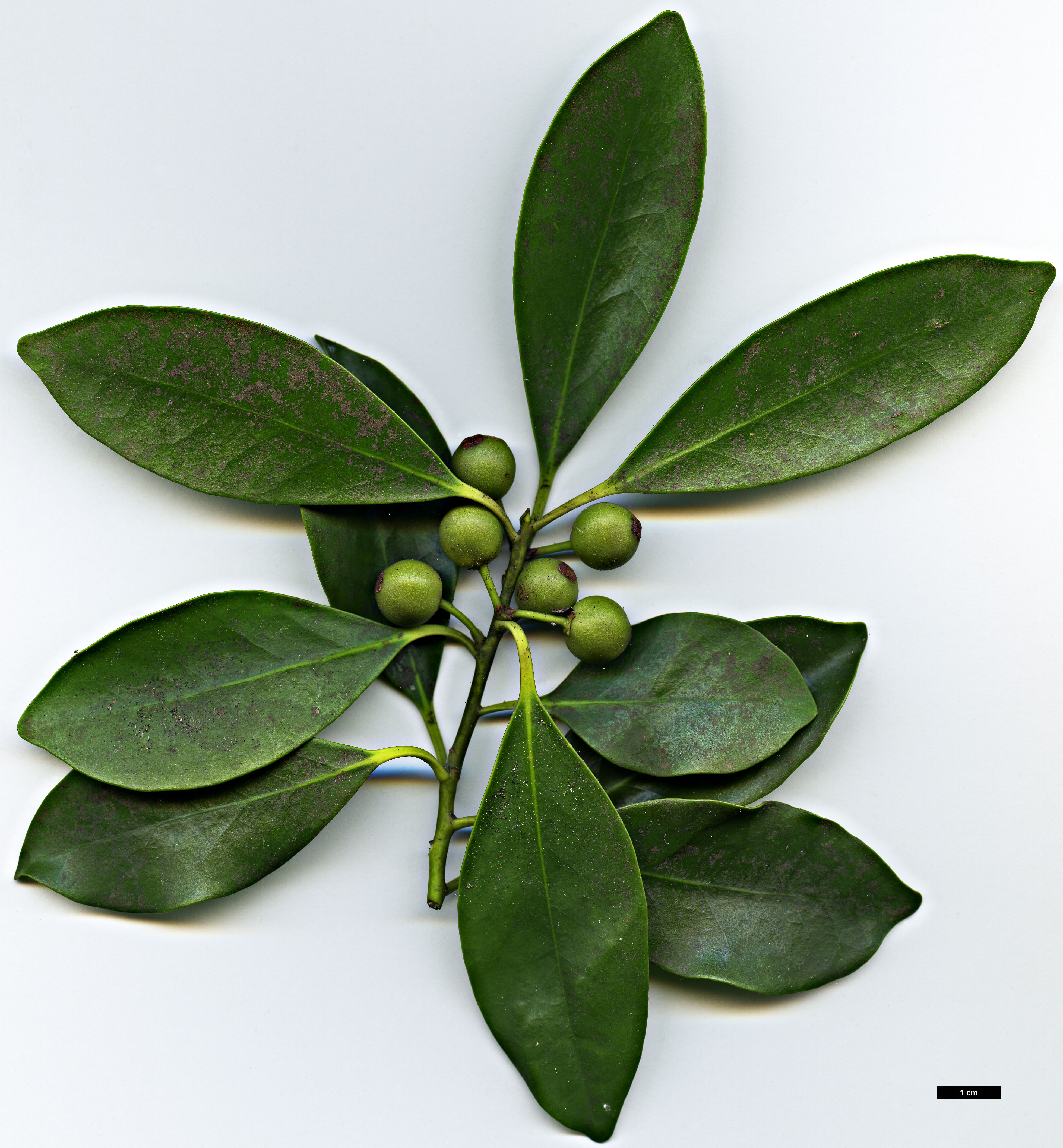 High resolution image: Family: Aquifoliaceae - Genus: Ilex - Taxon: integra