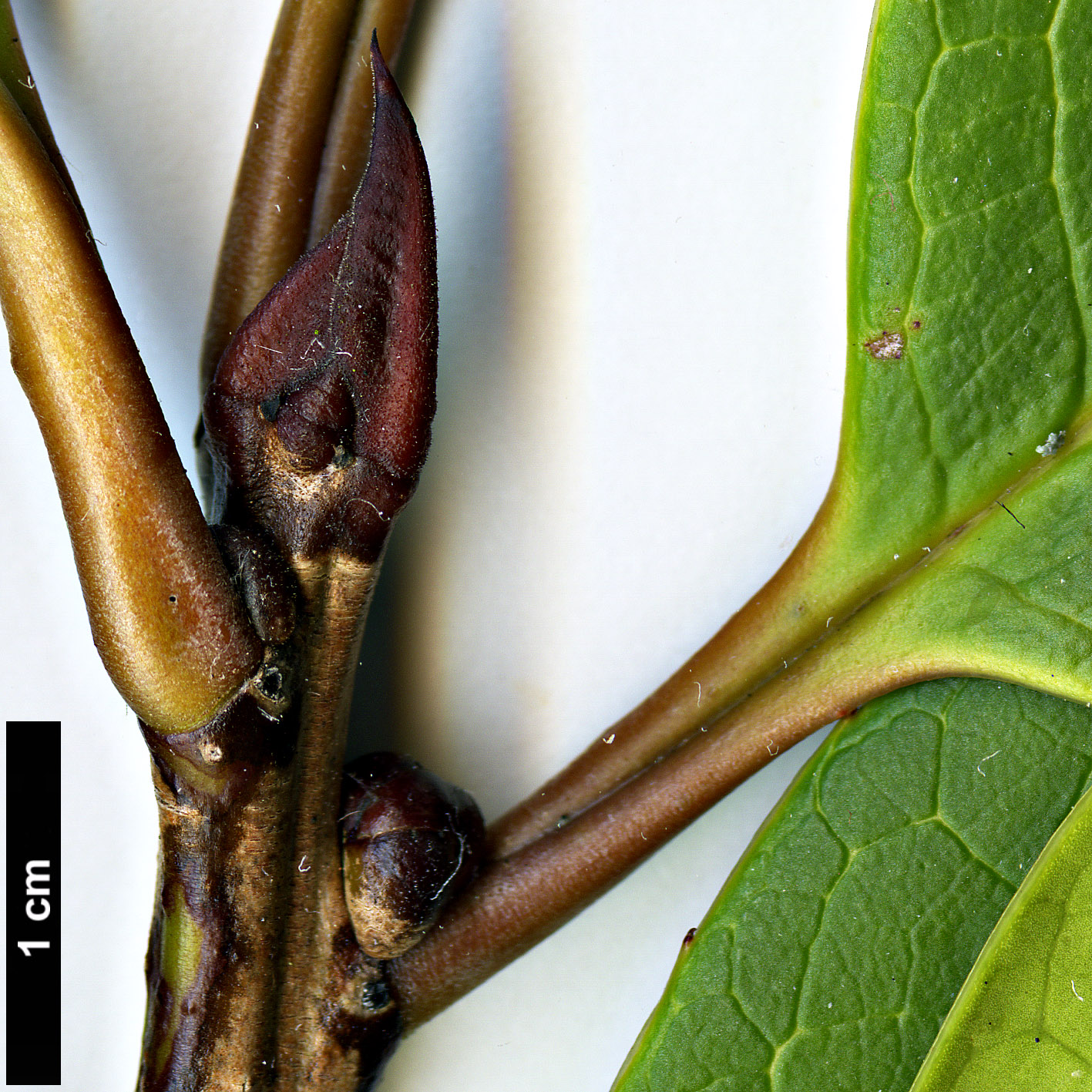 High resolution image: Family: Aquifoliaceae - Genus: Ilex - Taxon: kingiana